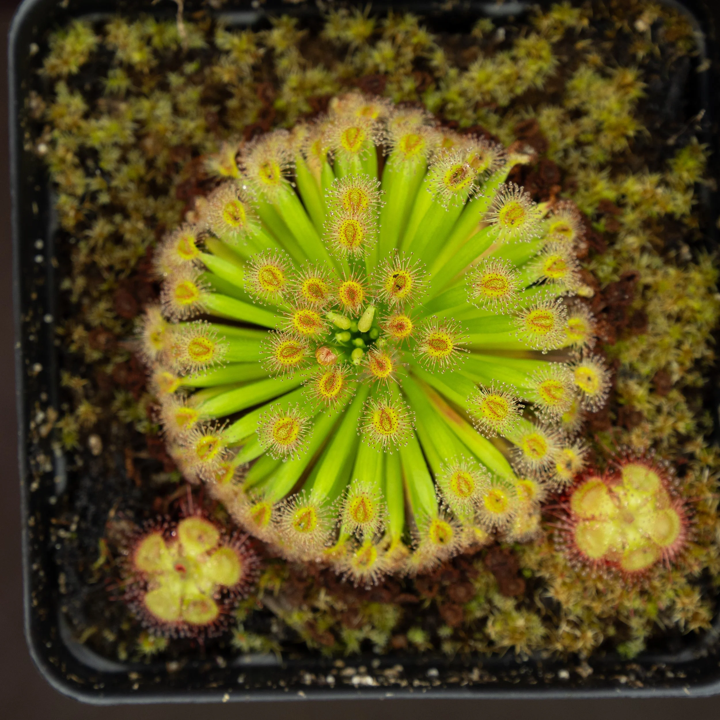 Drosera fulva