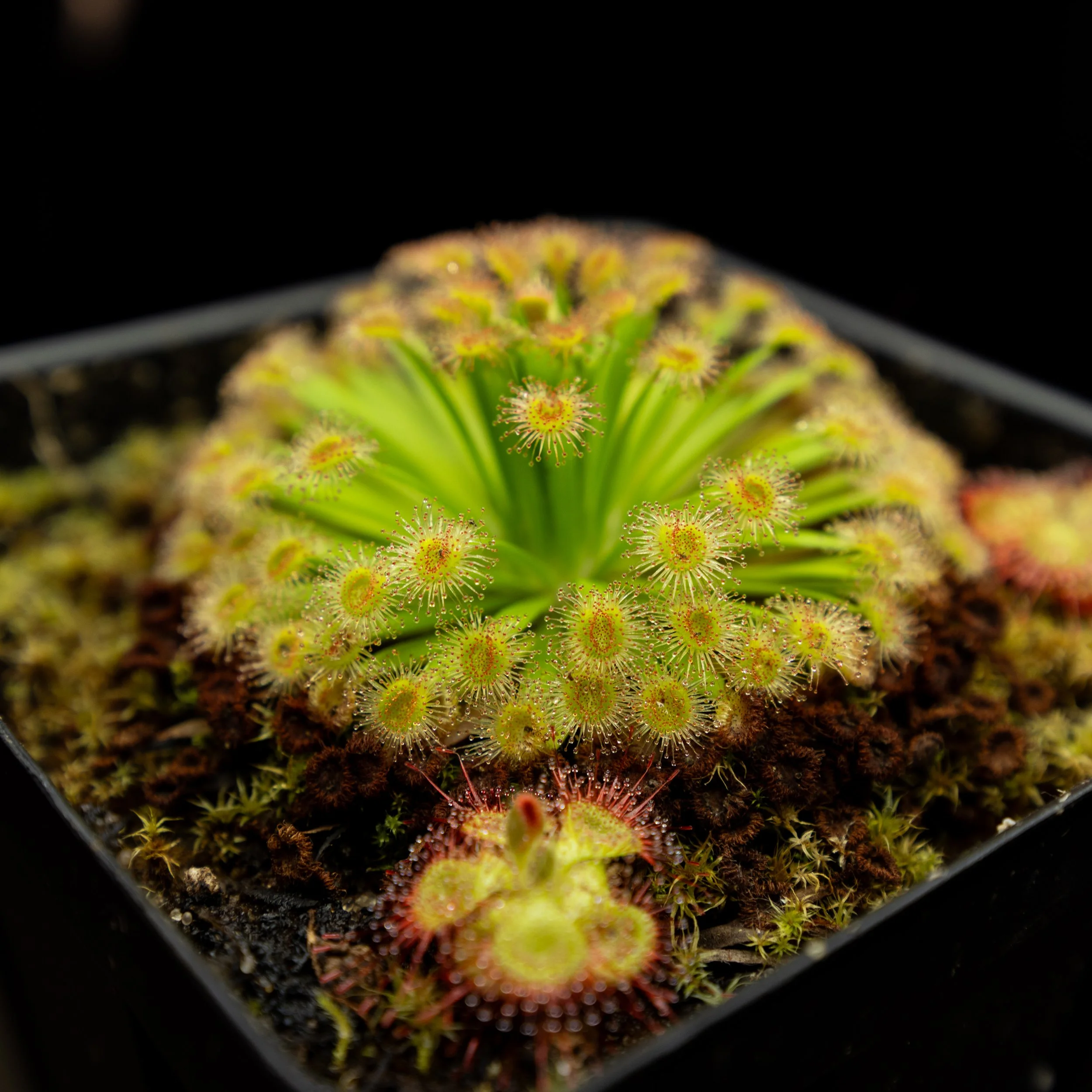 Drosera fulva