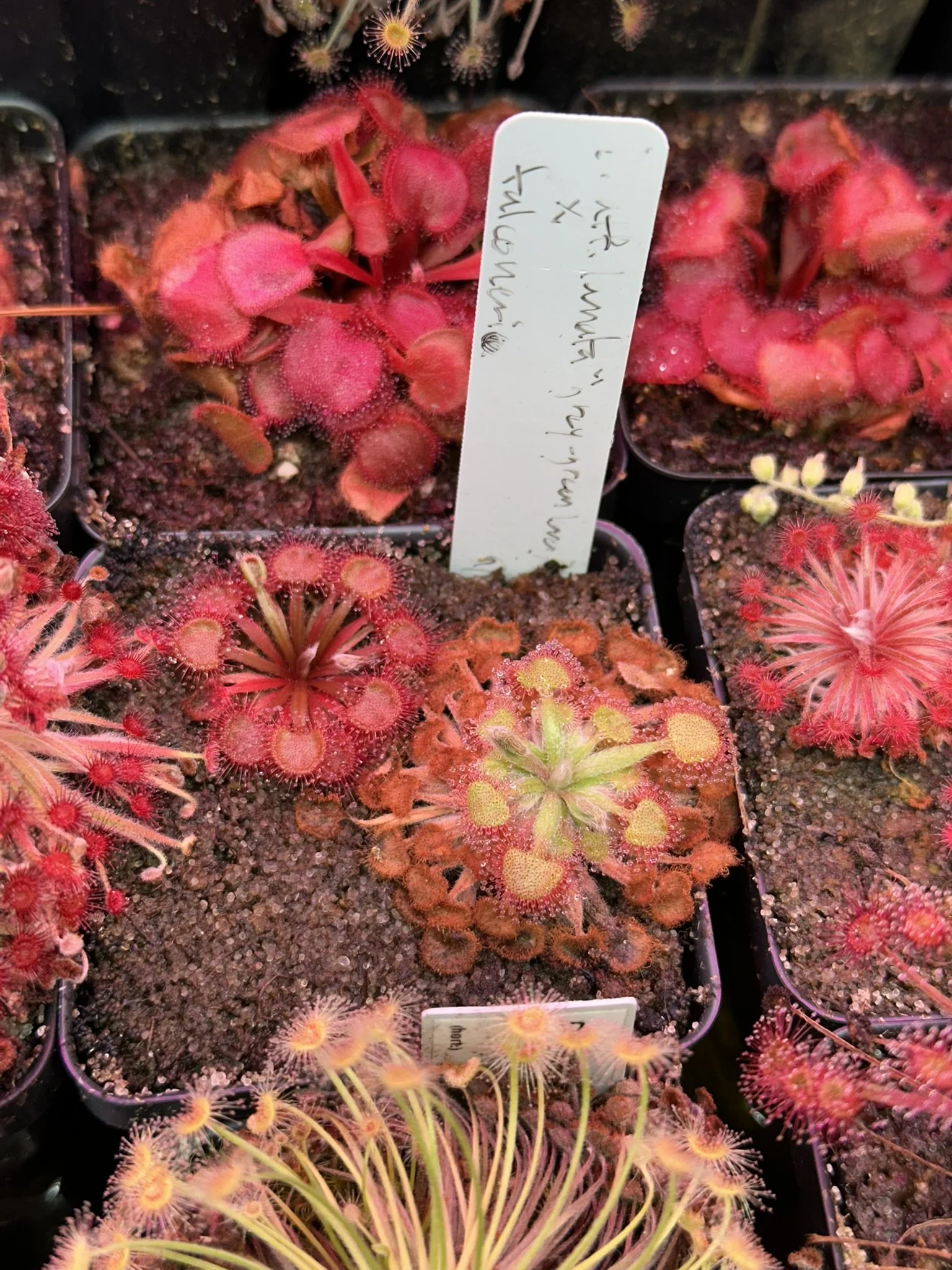  Drosera aff. lanata “grey-green leaves, red traps, NT form” x falconeri - two siblings showing substantial variation in form. 