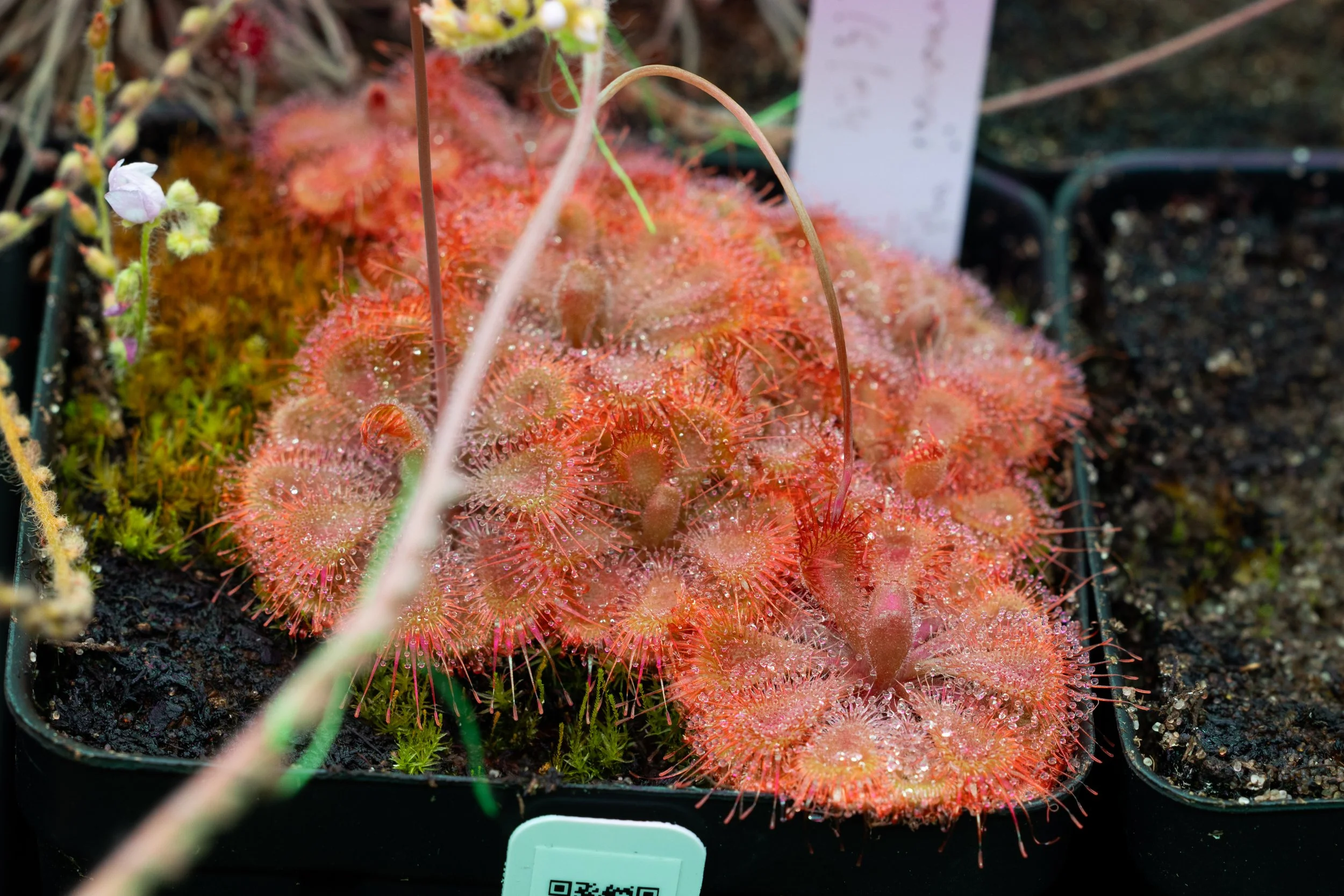 Drosera burmannii (Humpty Doo)