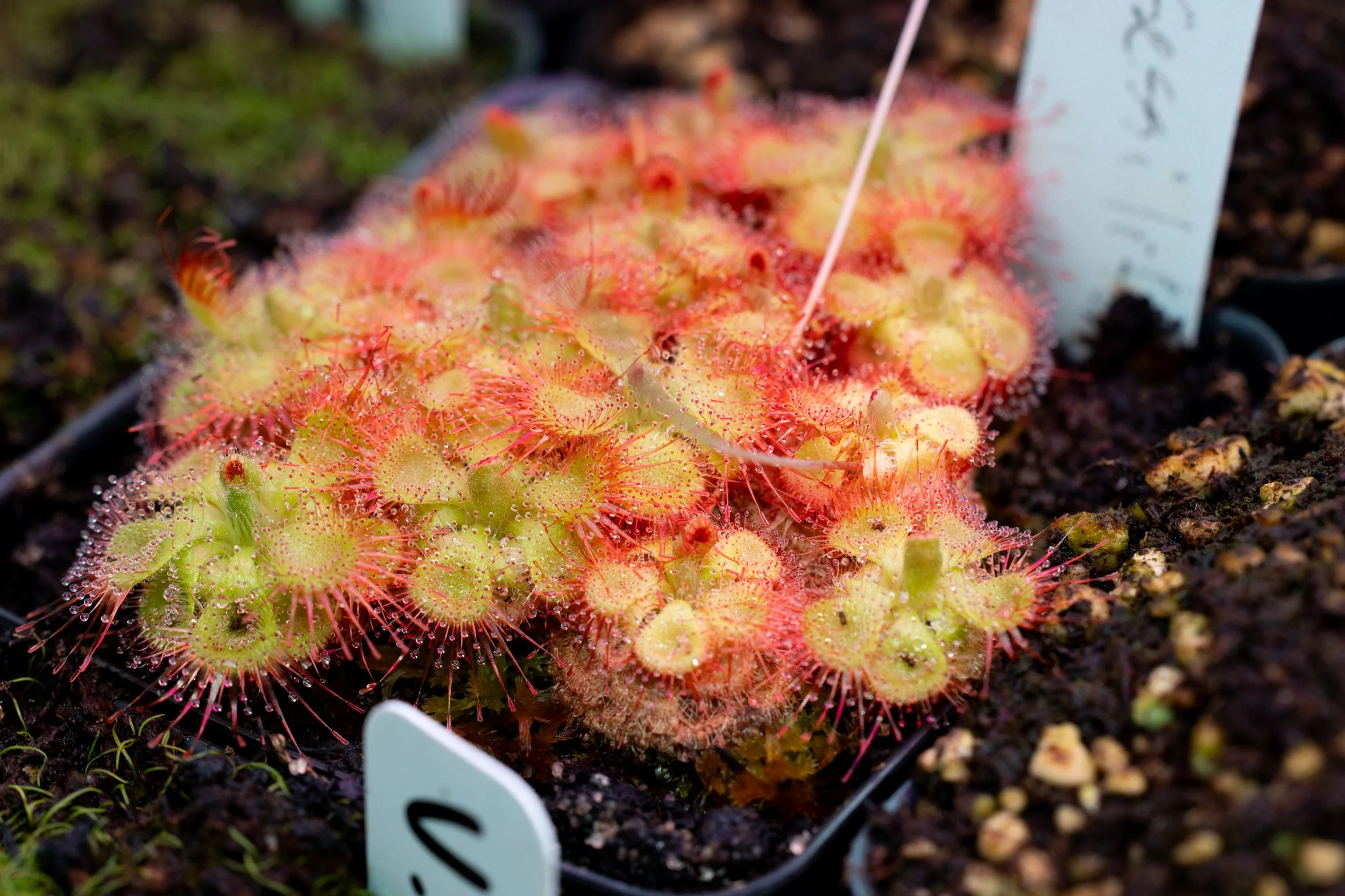 Drosera burmannii "sessilifolia"