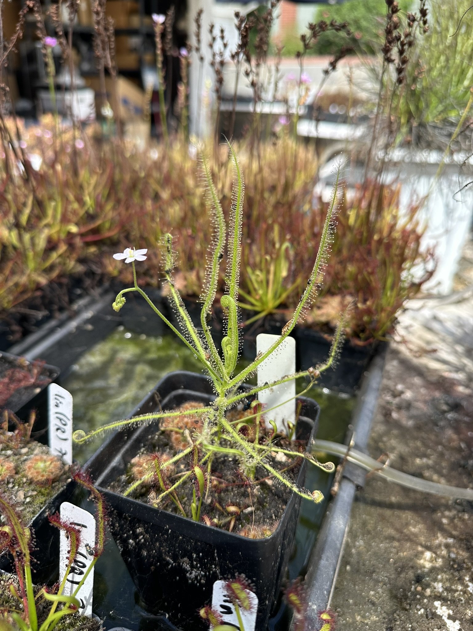 Drosera finlaysoniana in full sun is more robust and compact than under lights.