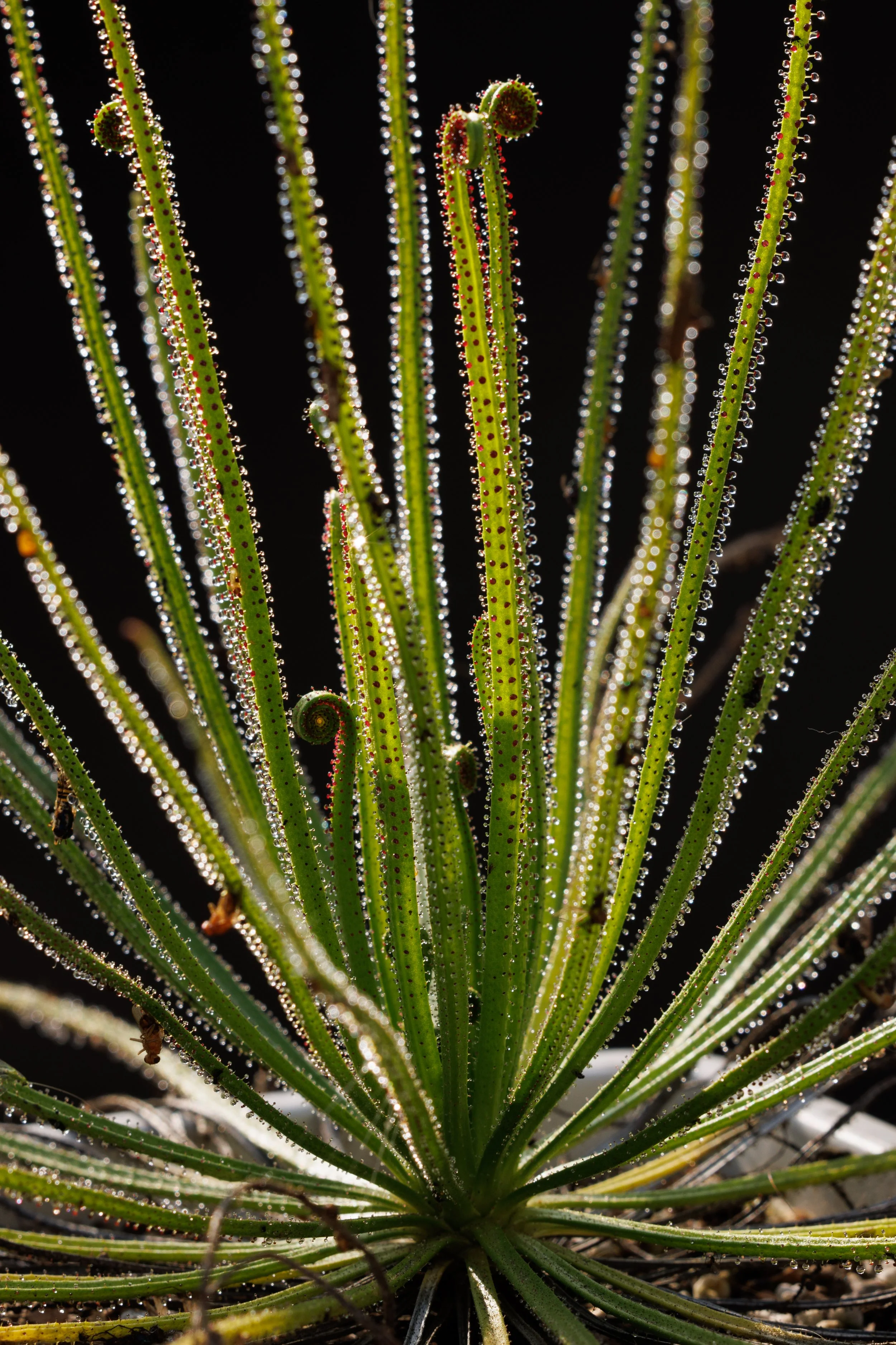 Dewy Pine (Drosophyllum) Cultivation
