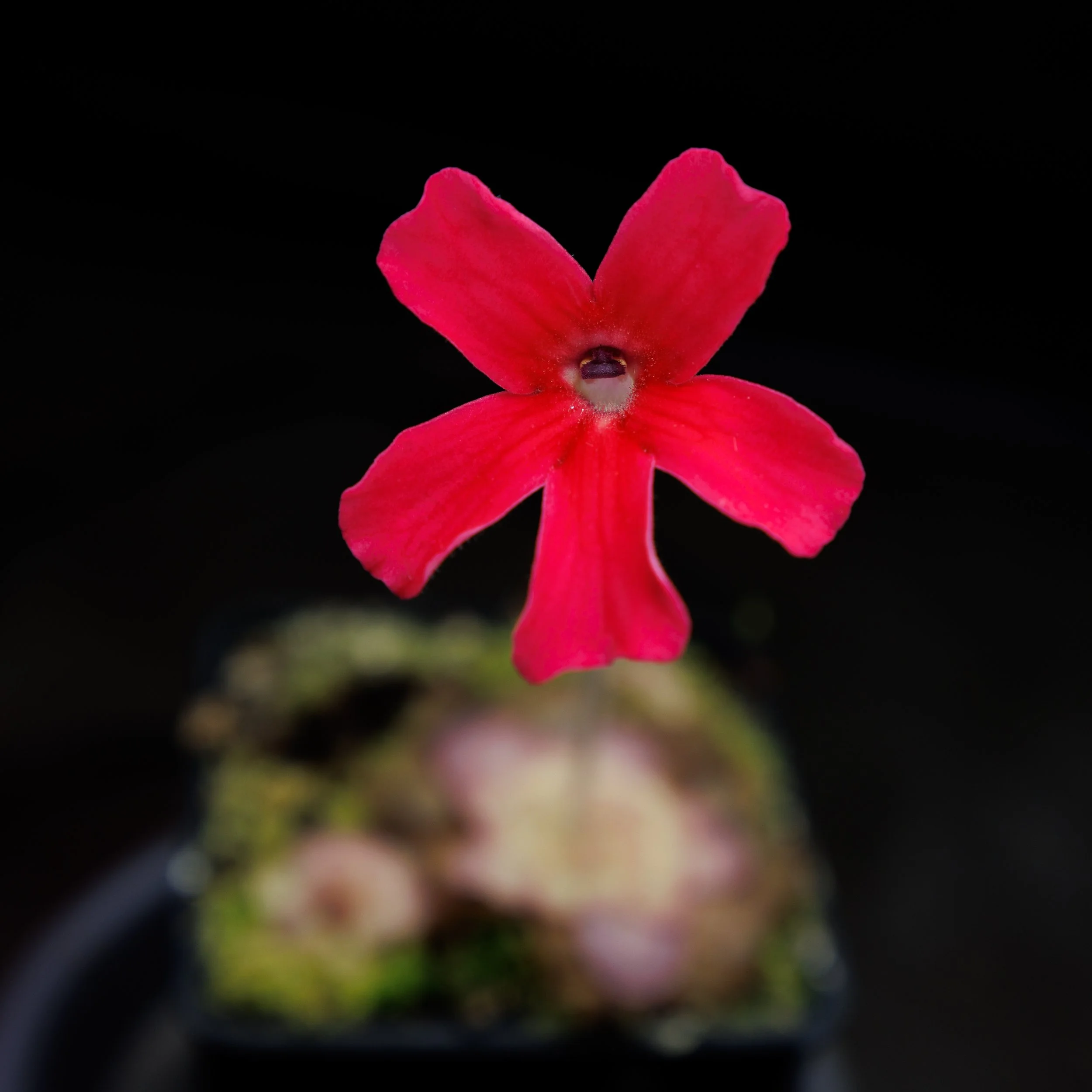 Pinguicula laueana