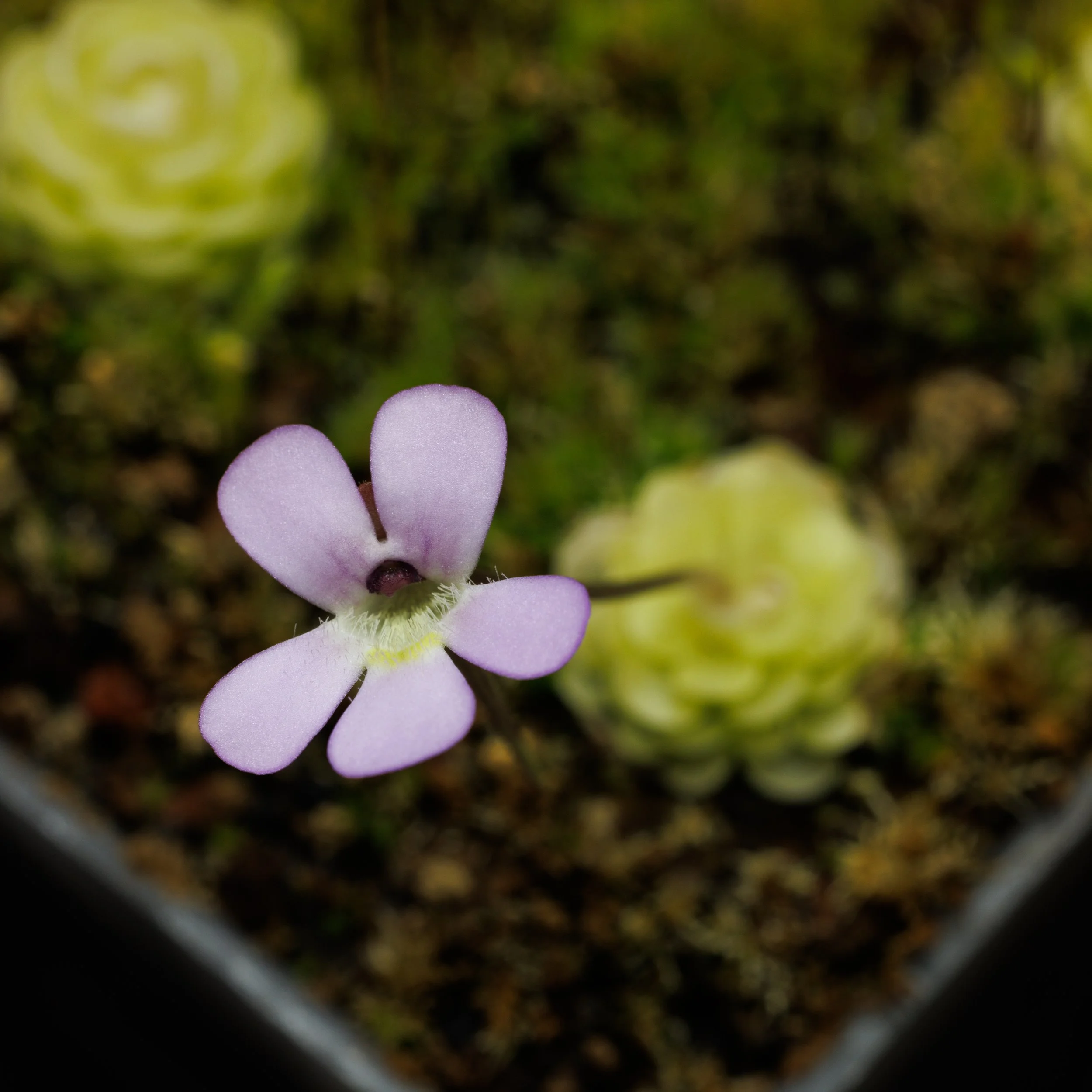 Pinguicula esseriana