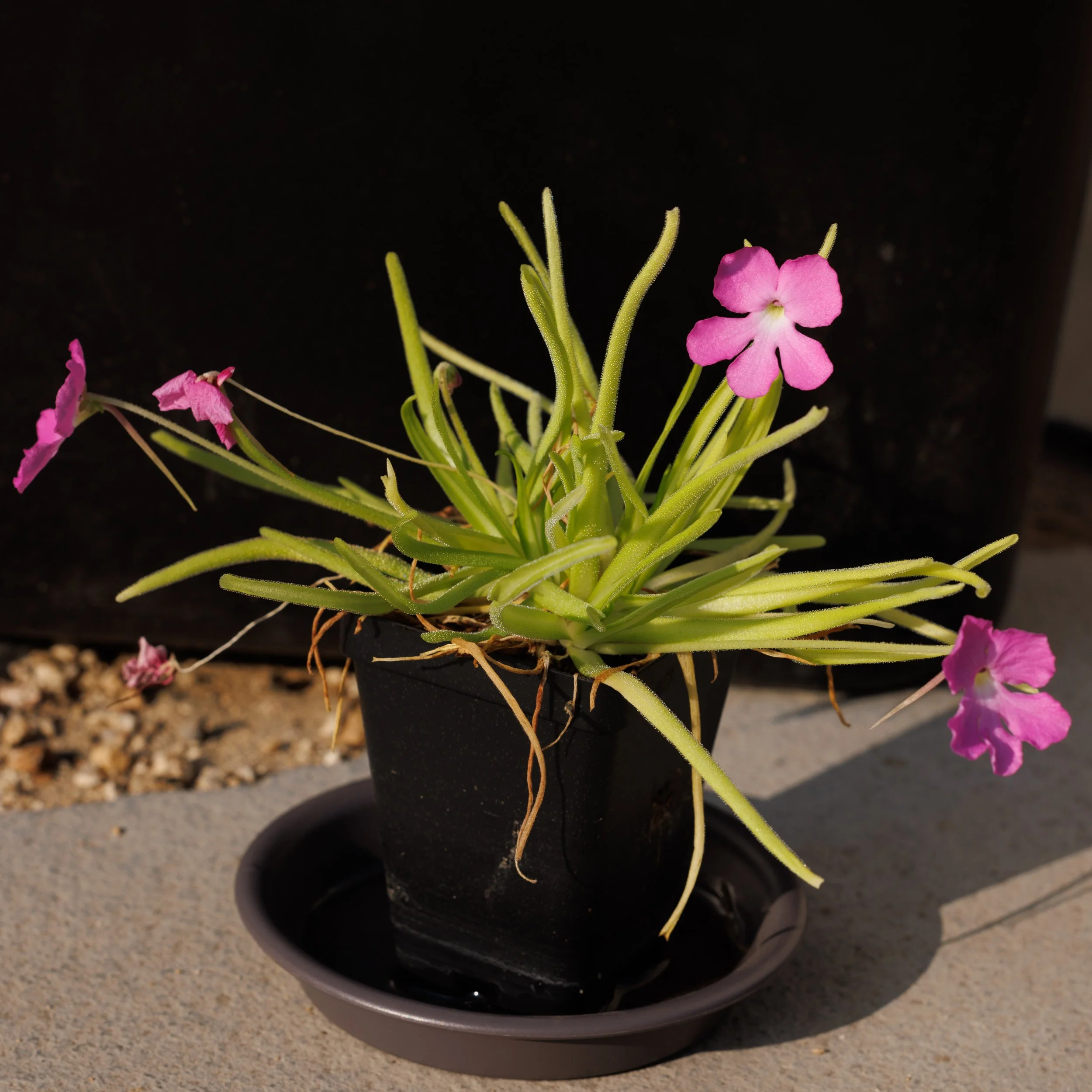 Pinguicula moctezumae