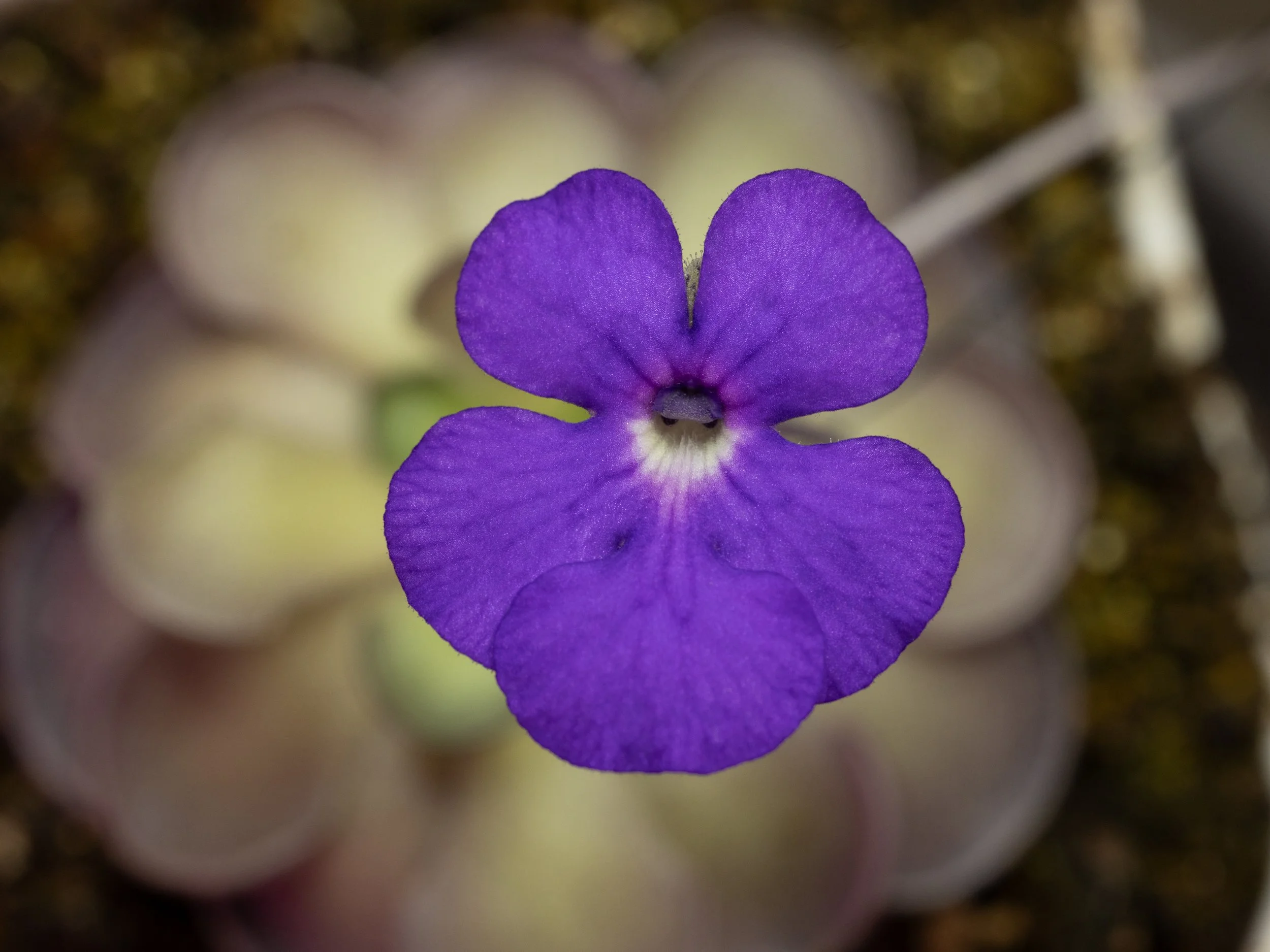 Pinguicula cyclosecta