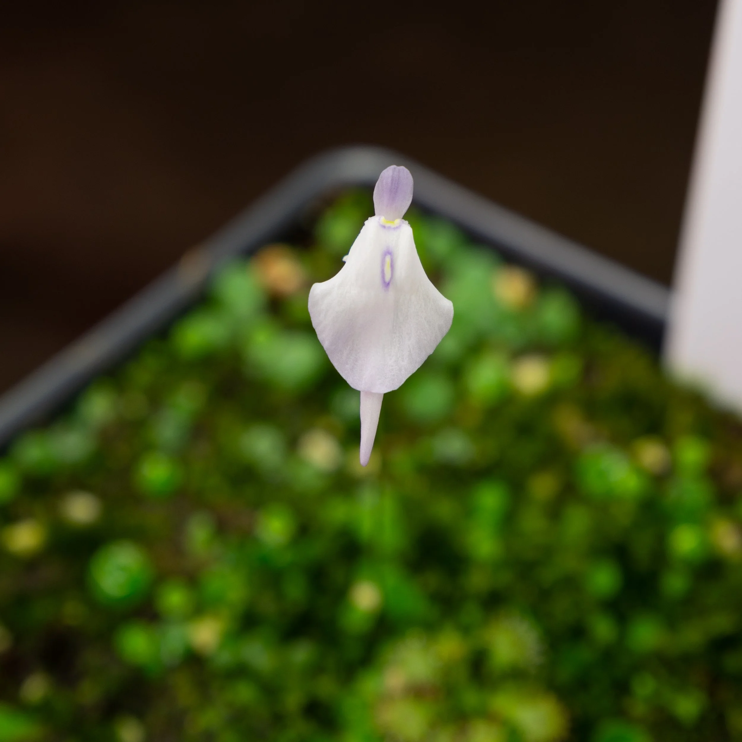 Utricularia pubescens