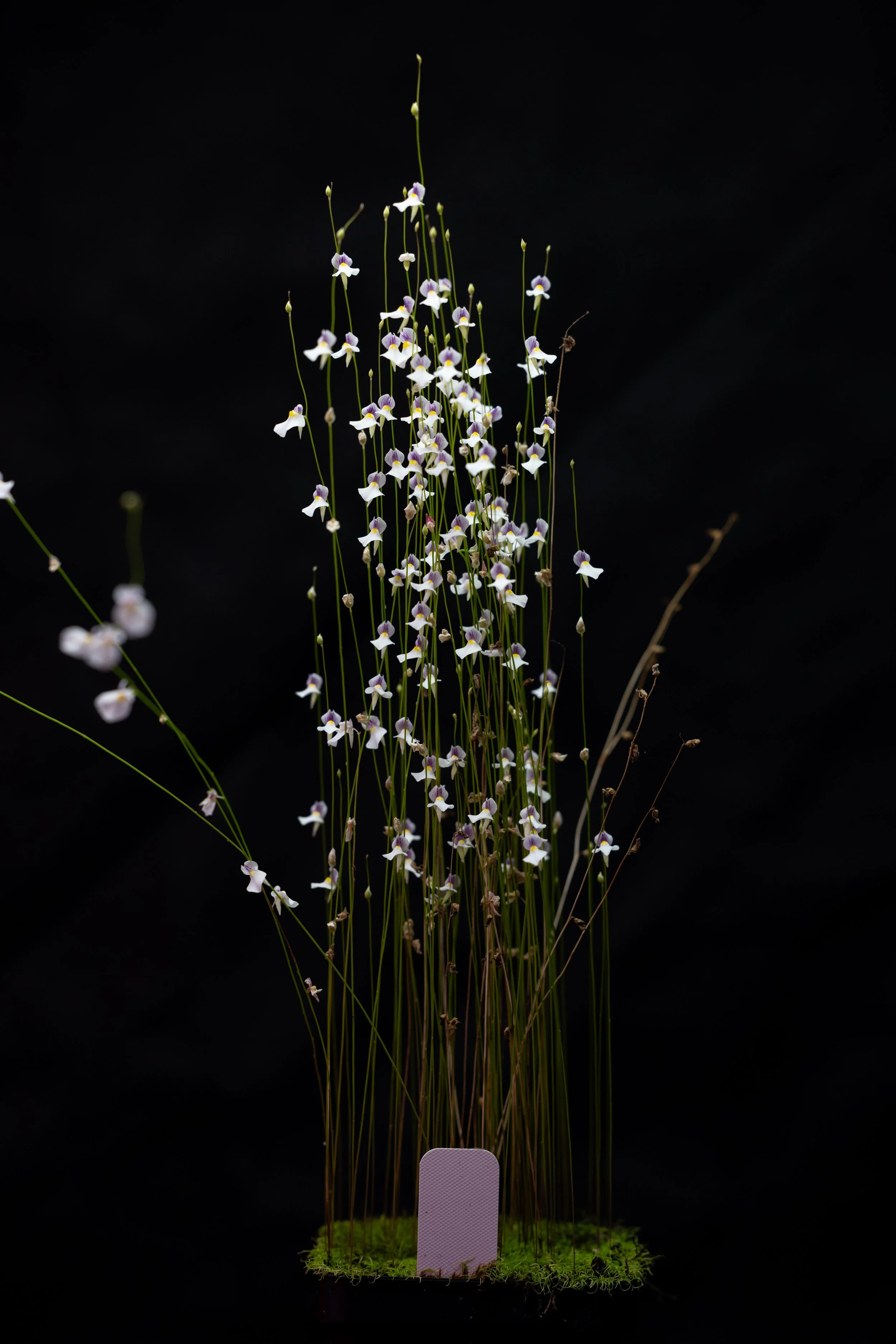 Utricularia blanchetii