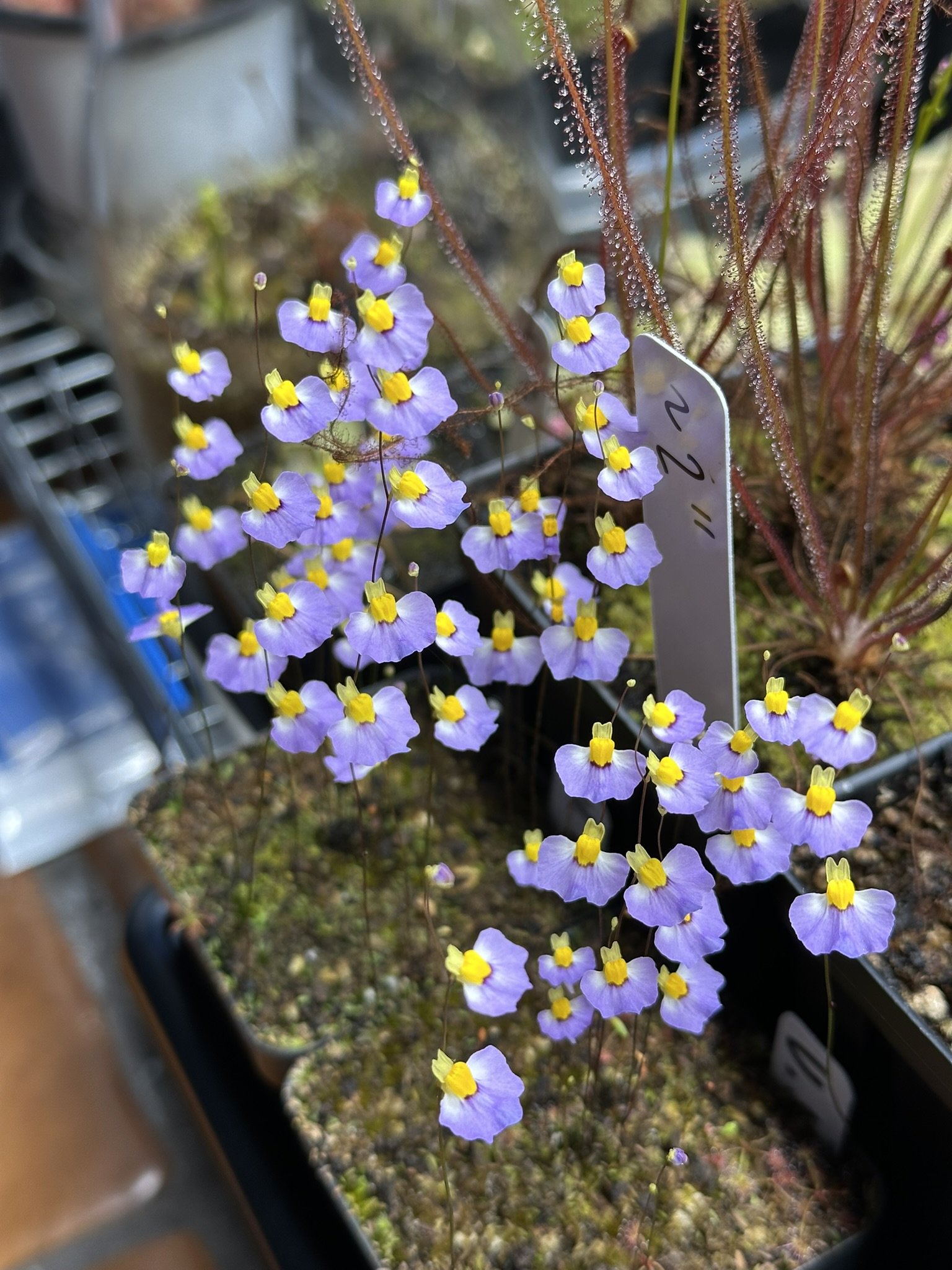 Utricularia bisquamata 'Betty's Bay' (Betty's Bay, Western Cape, South Africa)