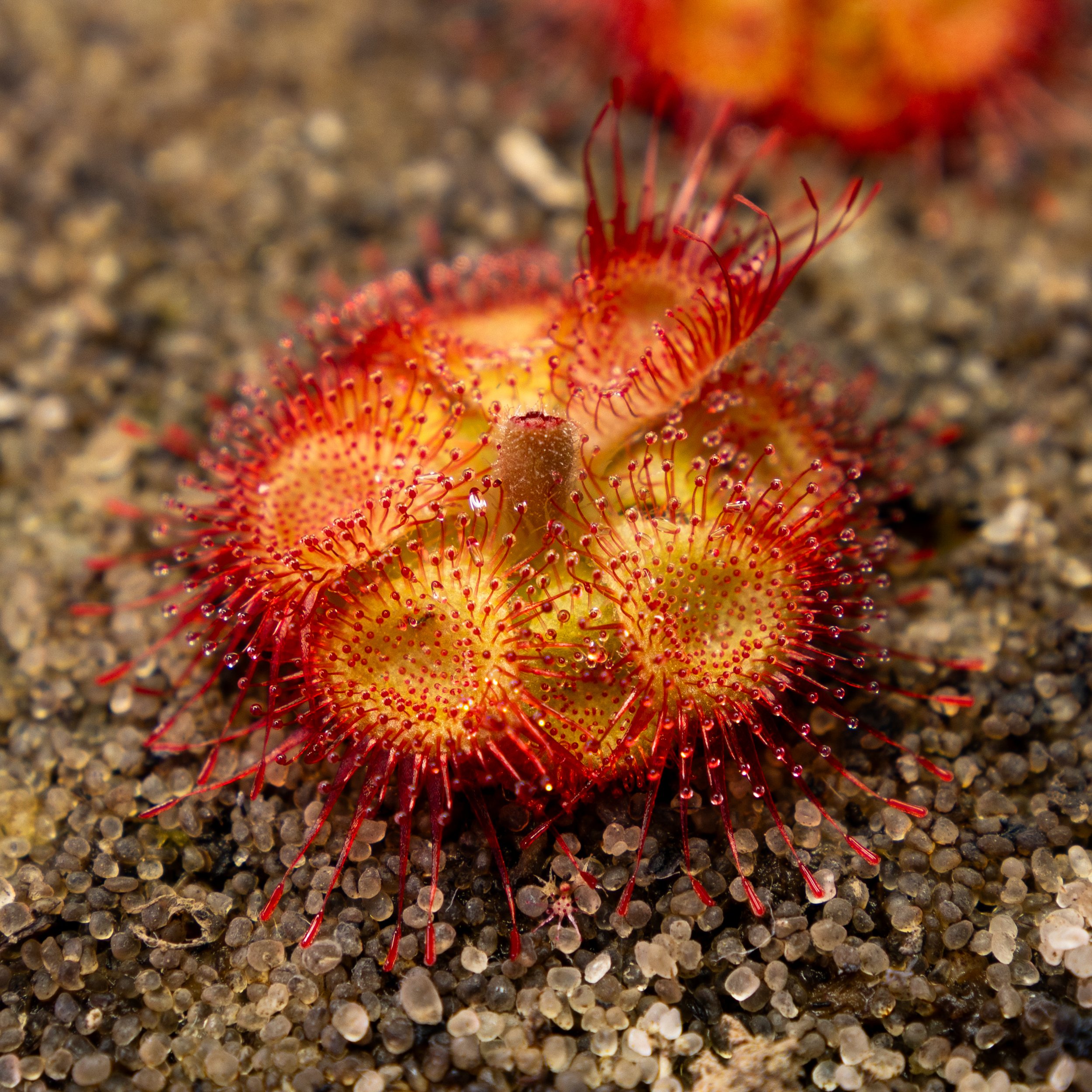 Drosera sessilifolia