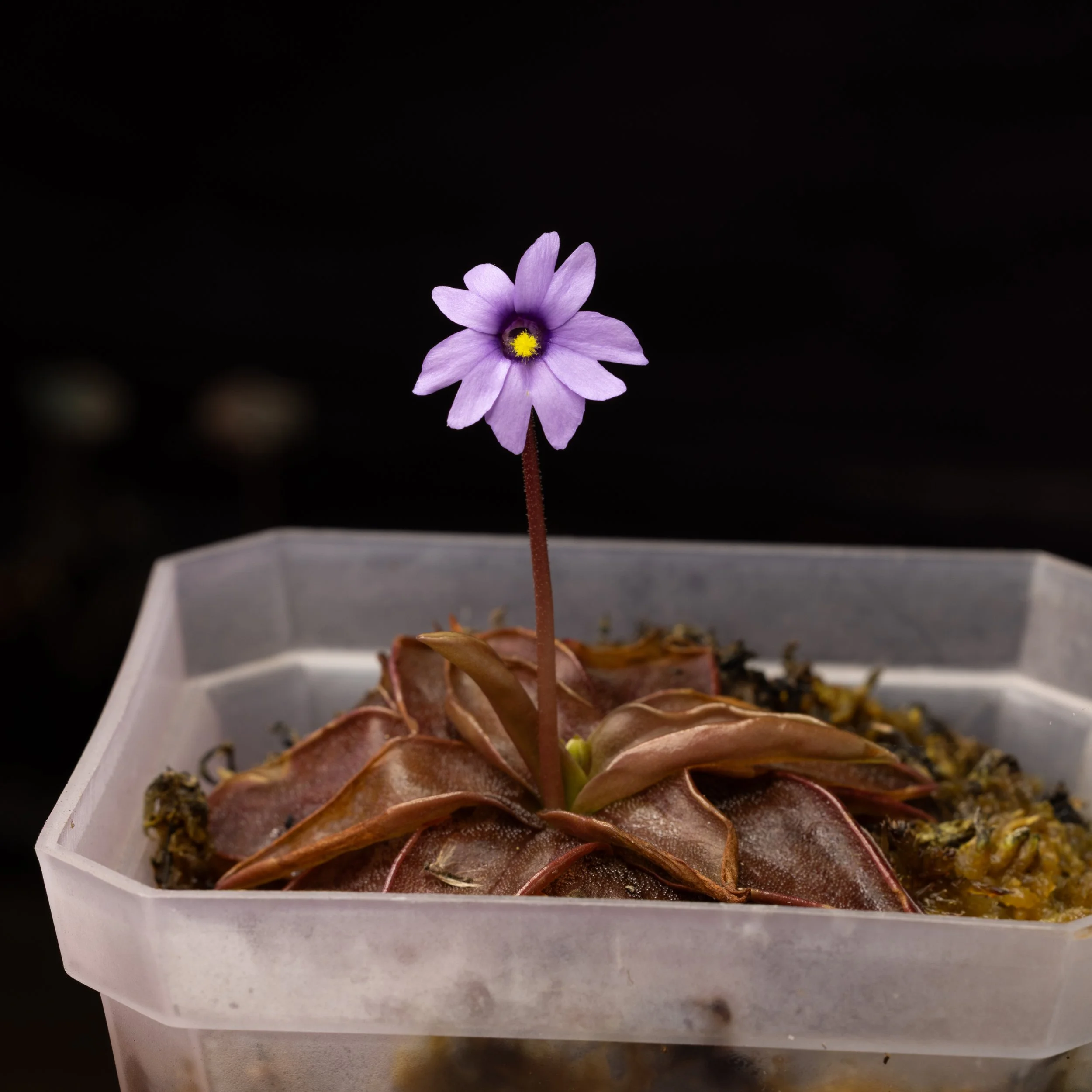 Subtropical Butterworts (Pinguicula) Cultivation
