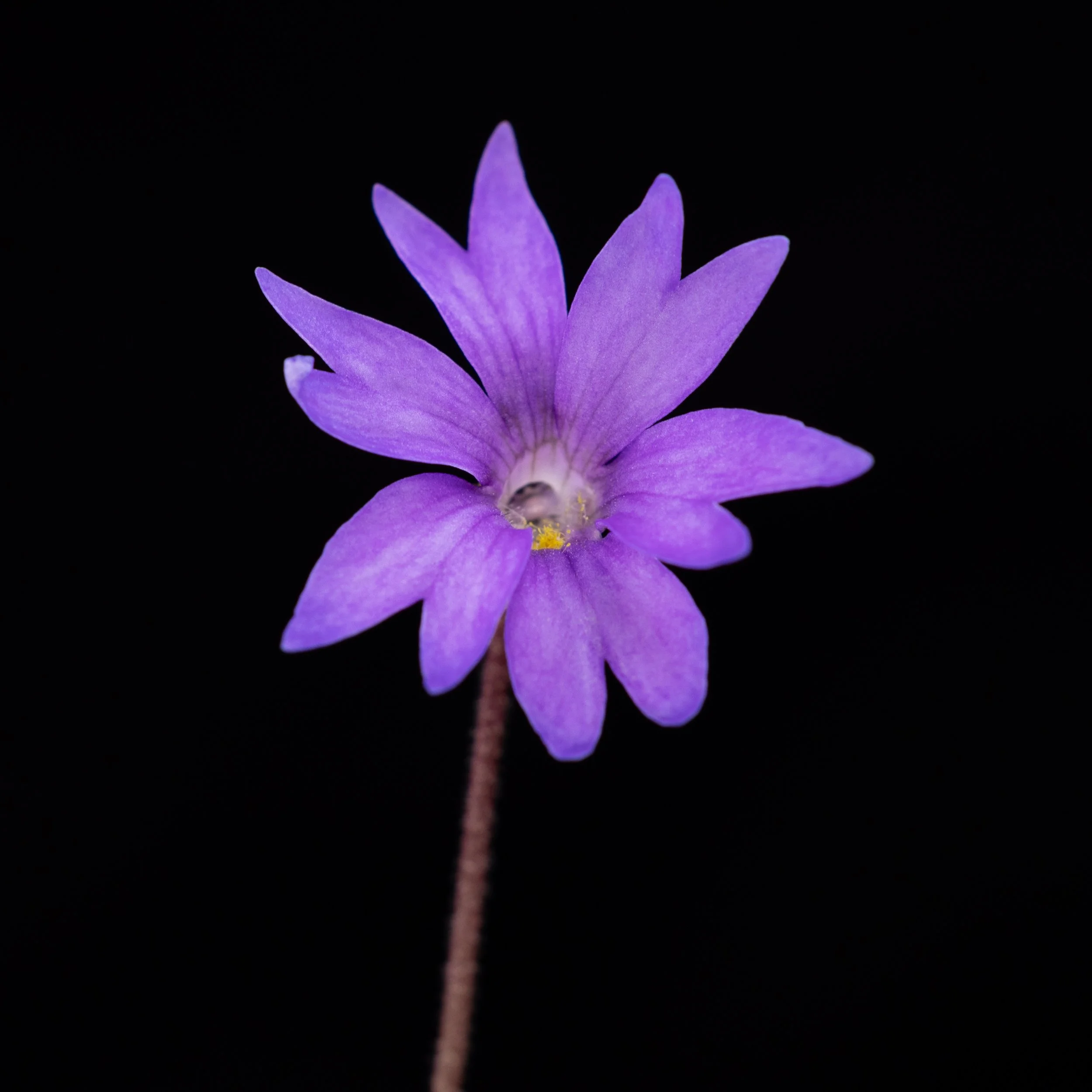 Pinguicula planifolia
