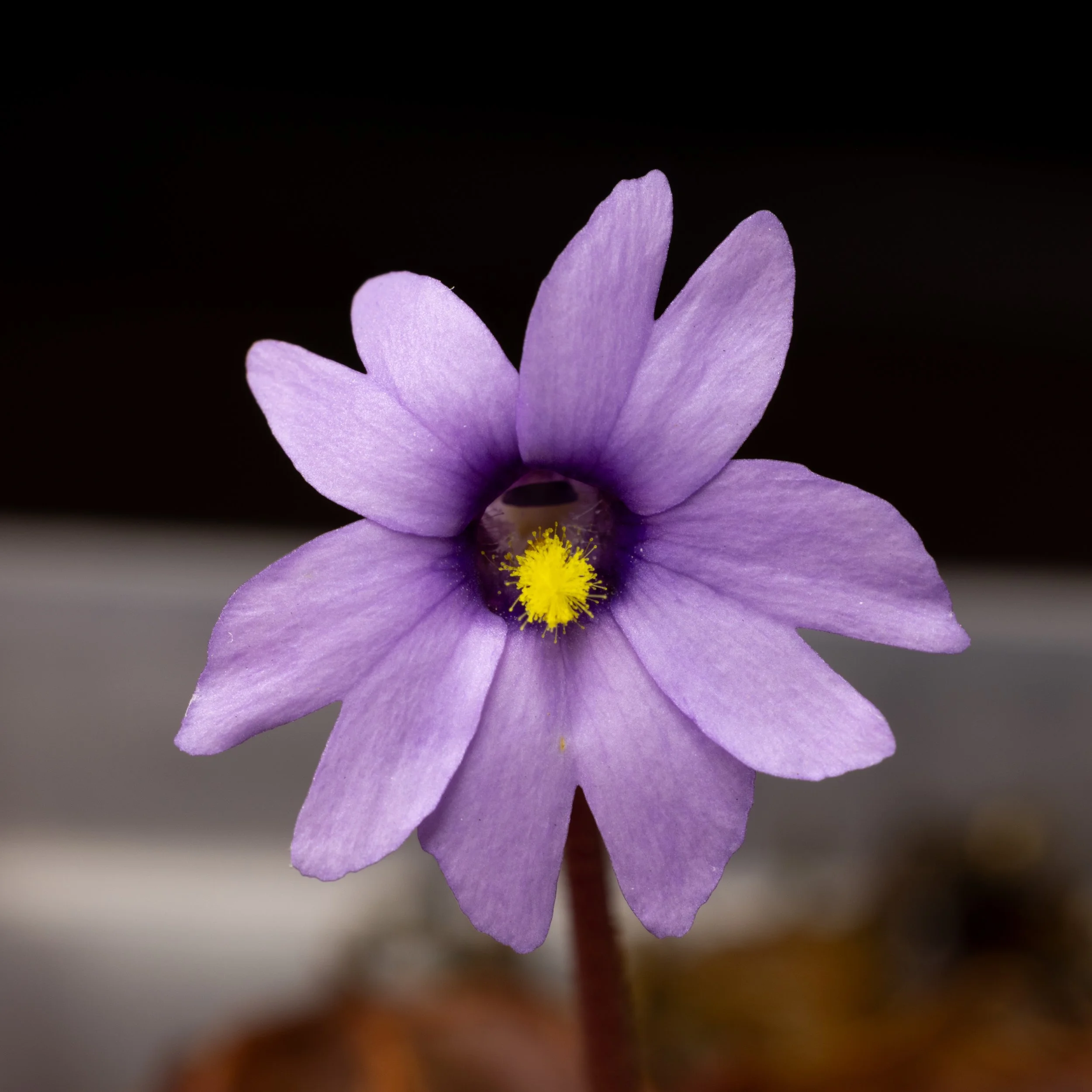 Pinguicula planifolia