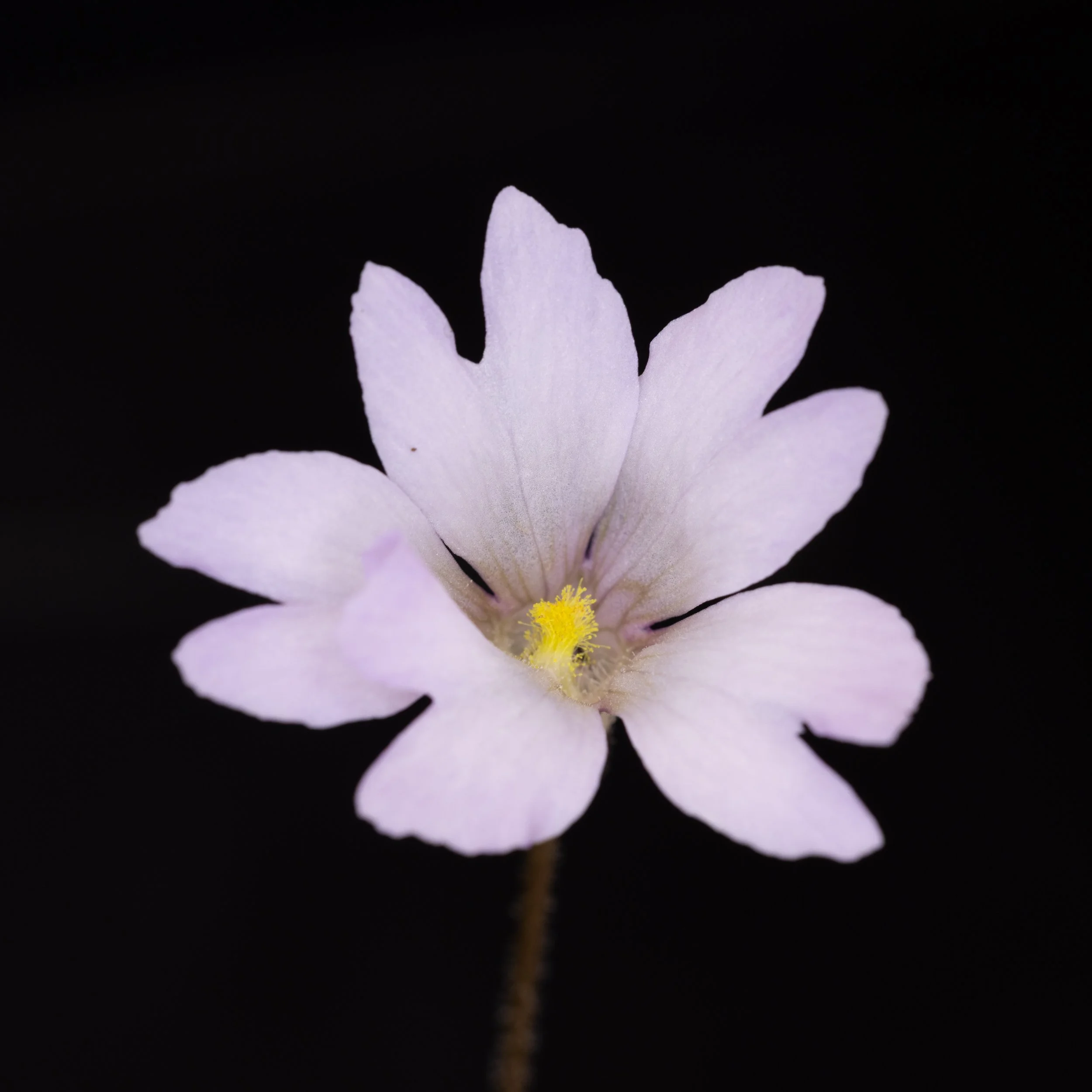 Pinguicula planifolia