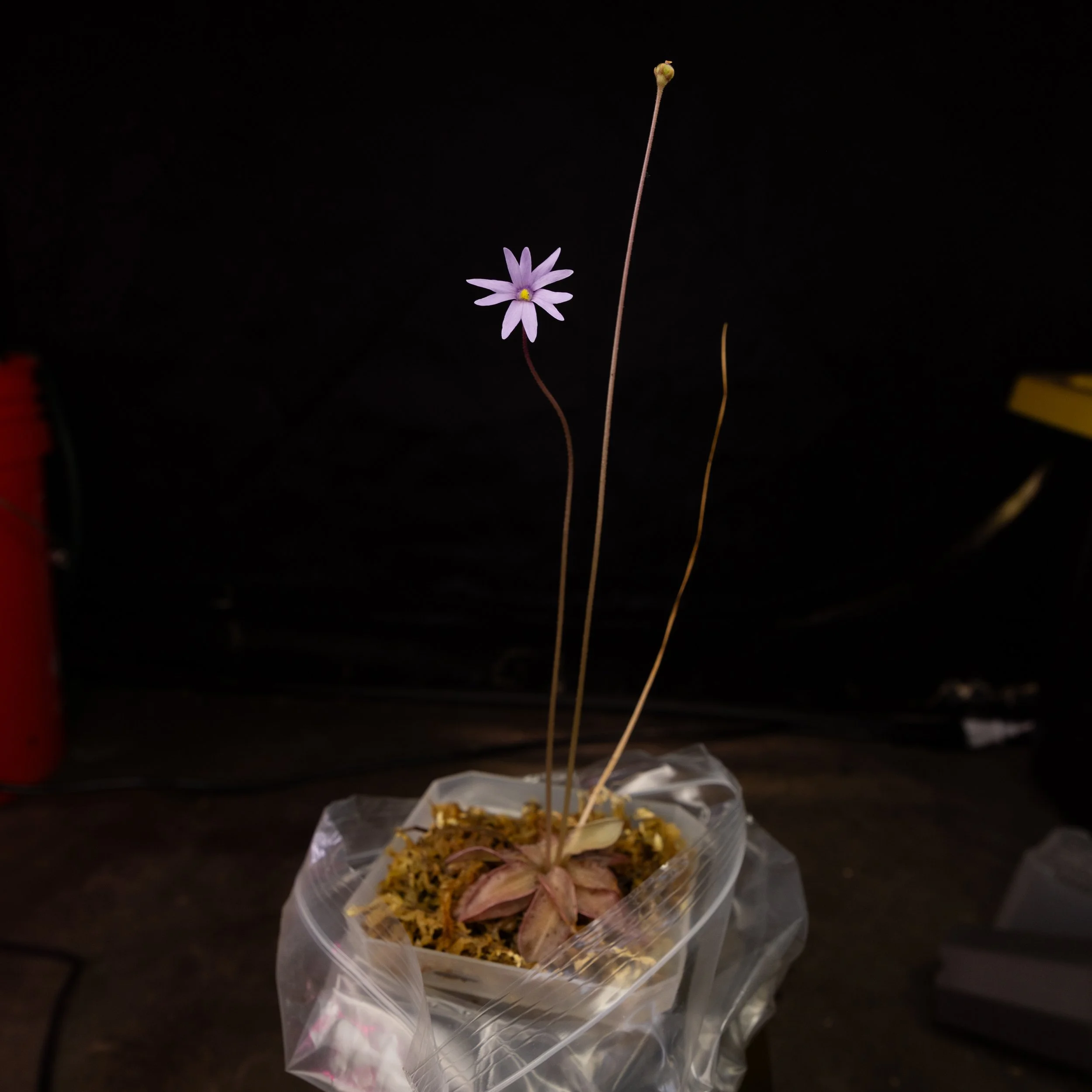 Pinguicula planifolia
