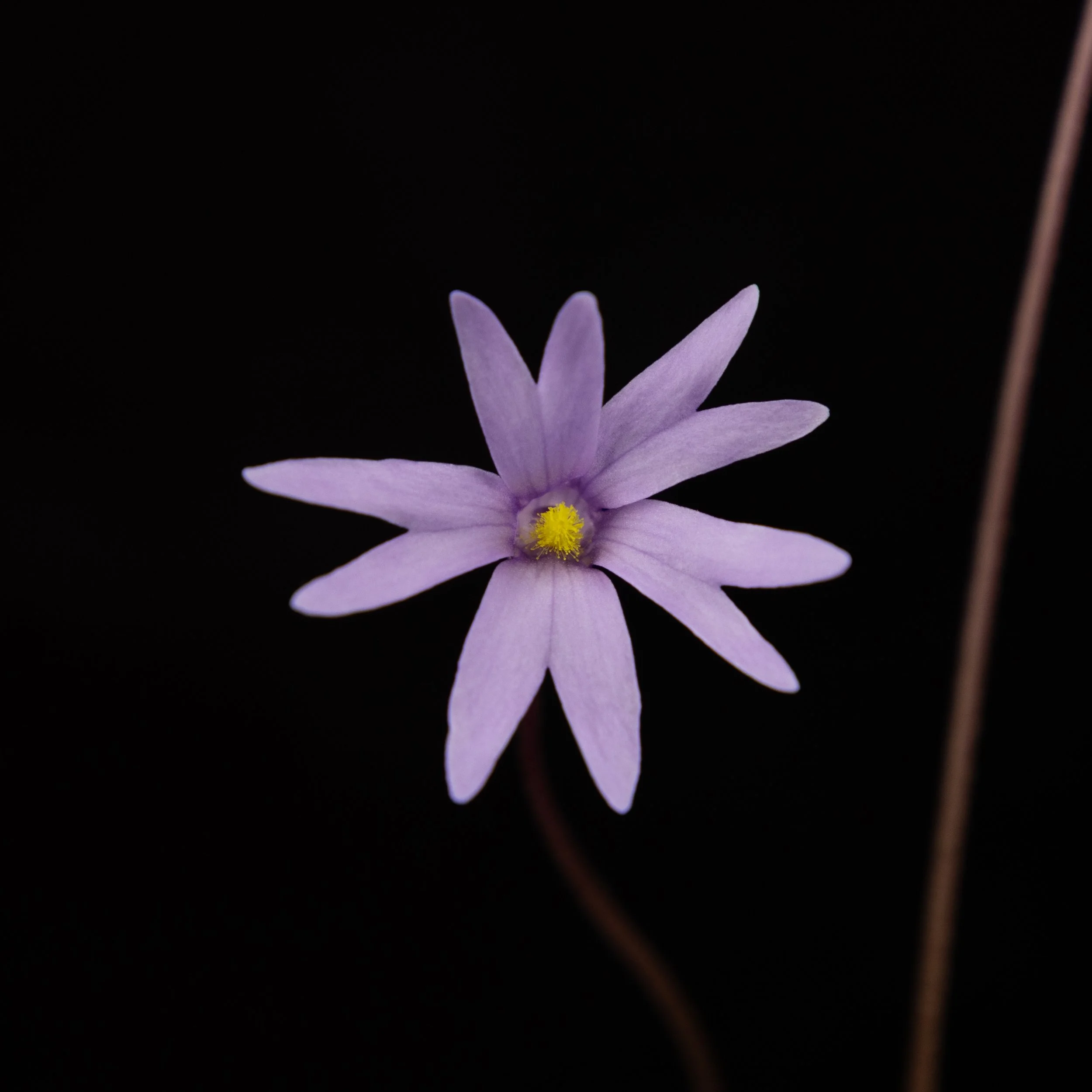 Pinguicula planifolia