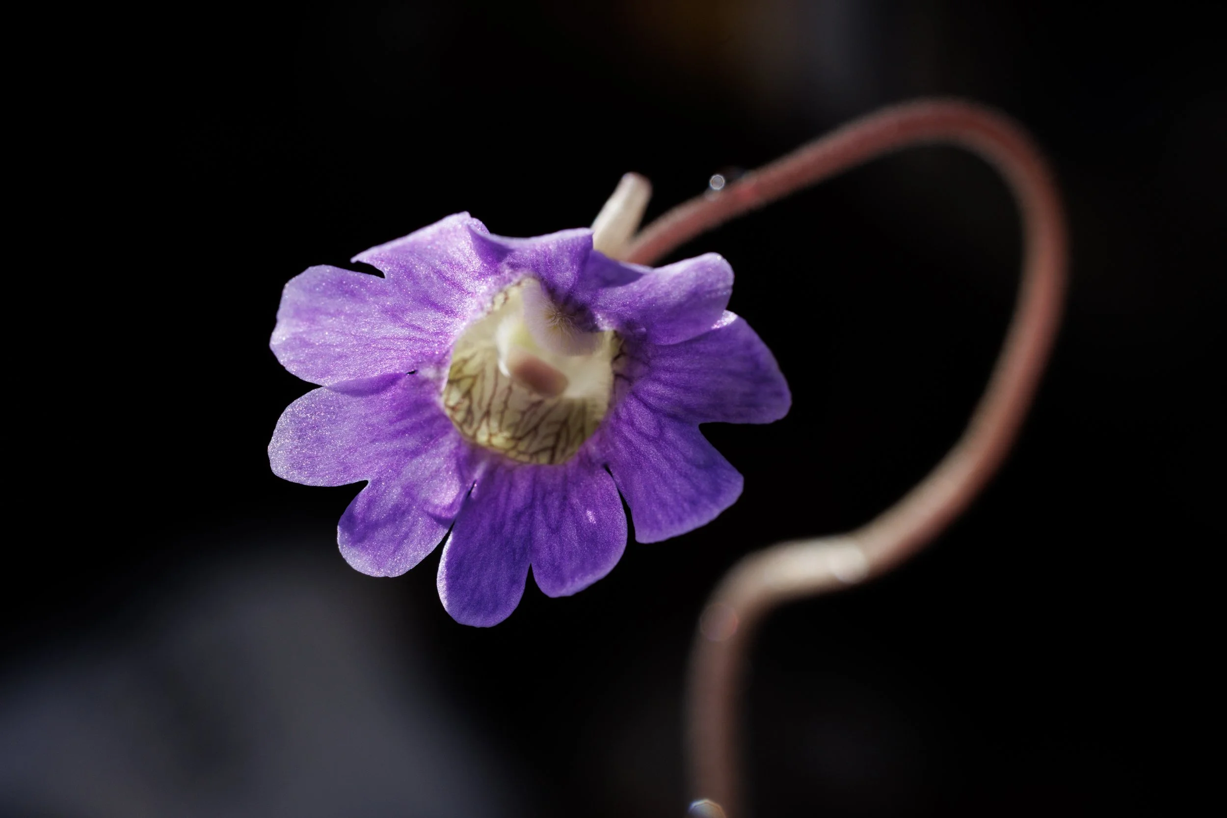 Pinguicula caerulea