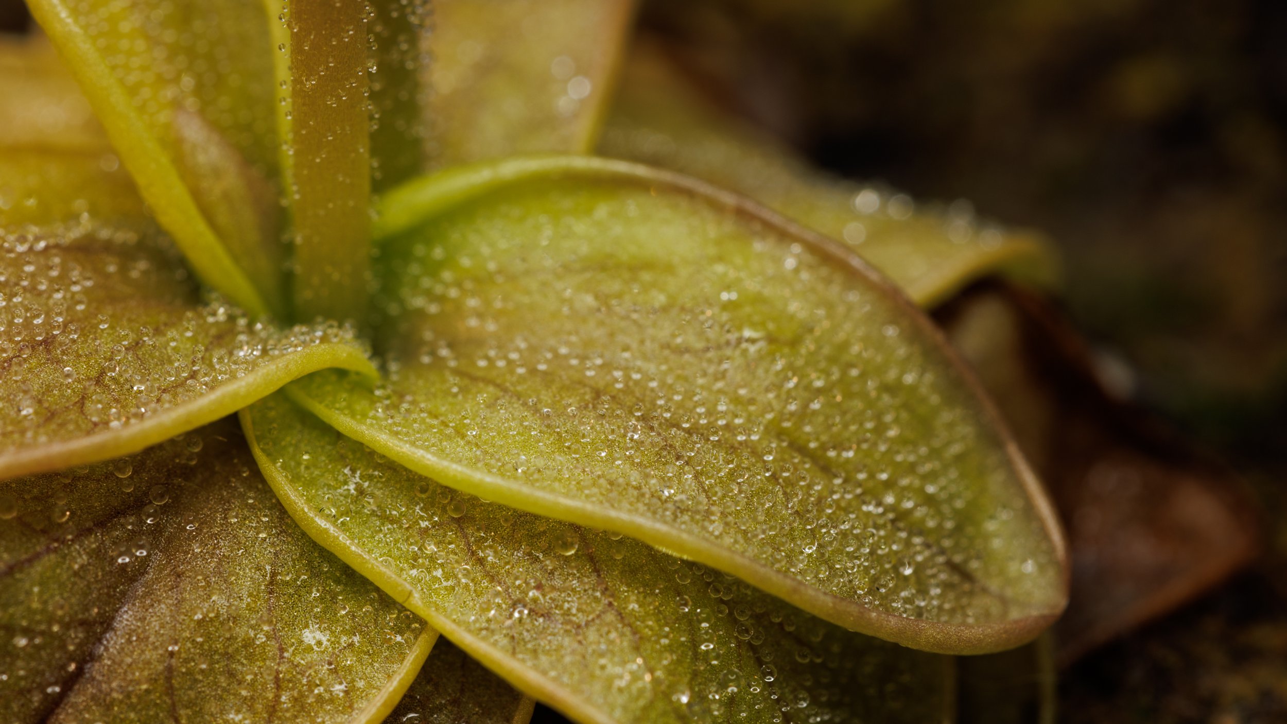 Pinguicula primuliflora