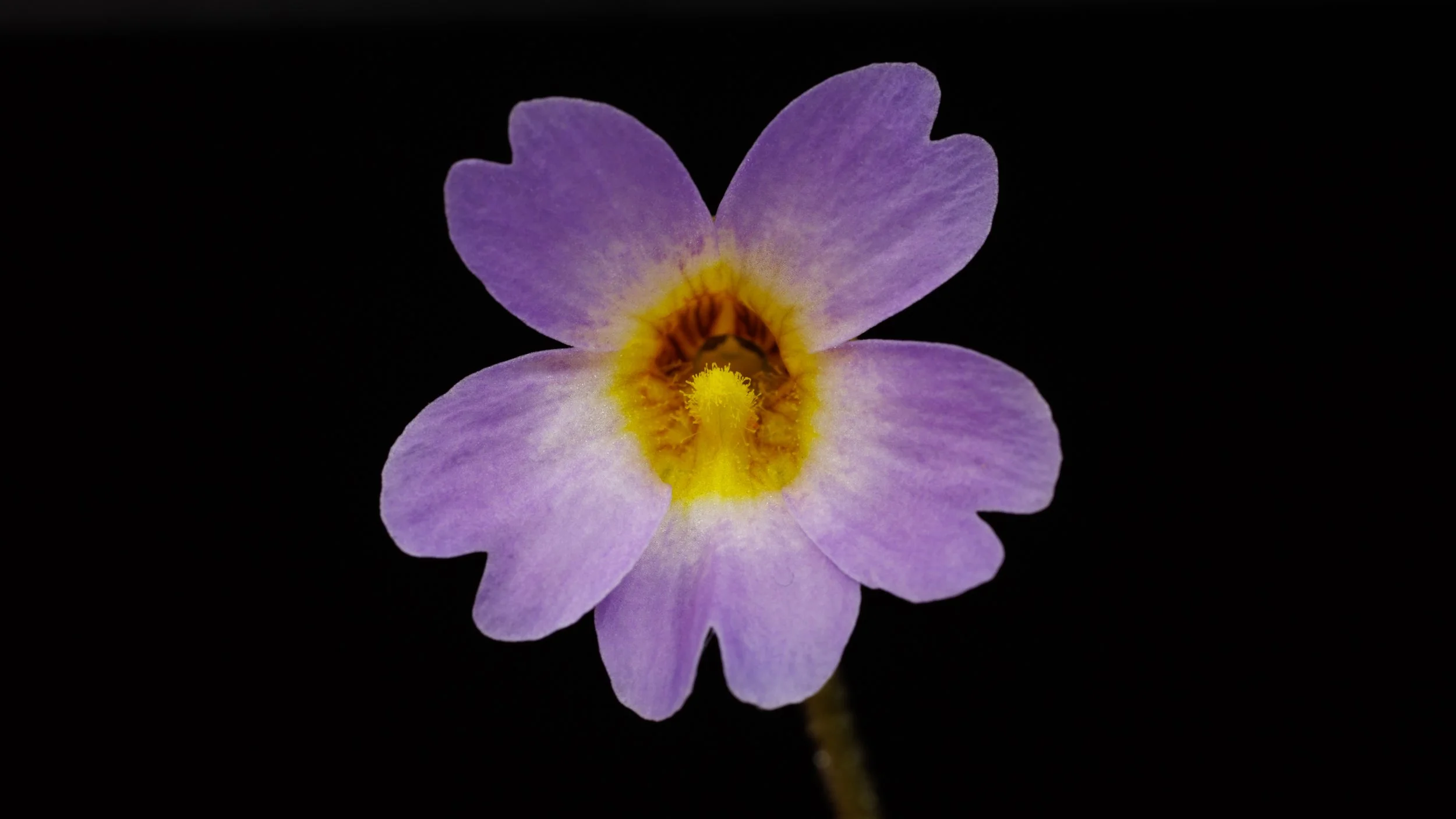Pinguicula primuliflora