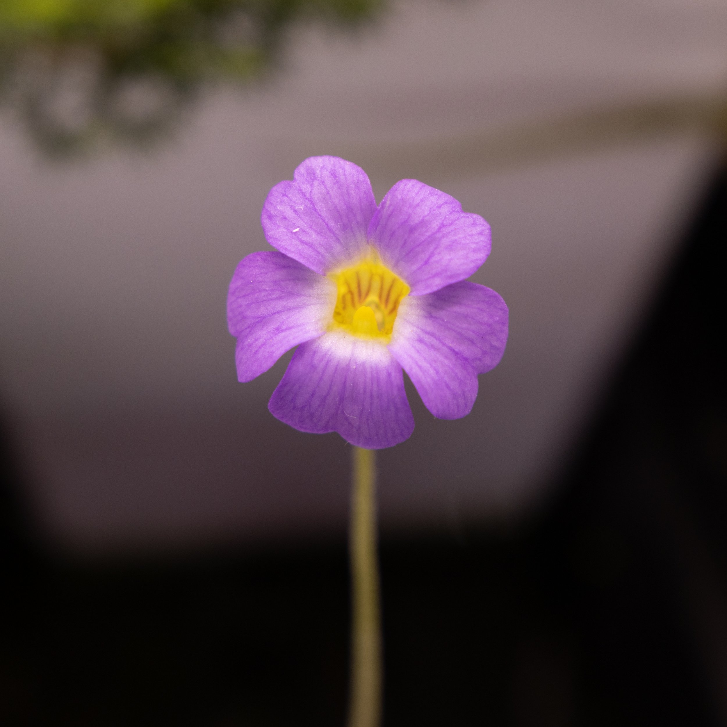 Pinguicula pumila