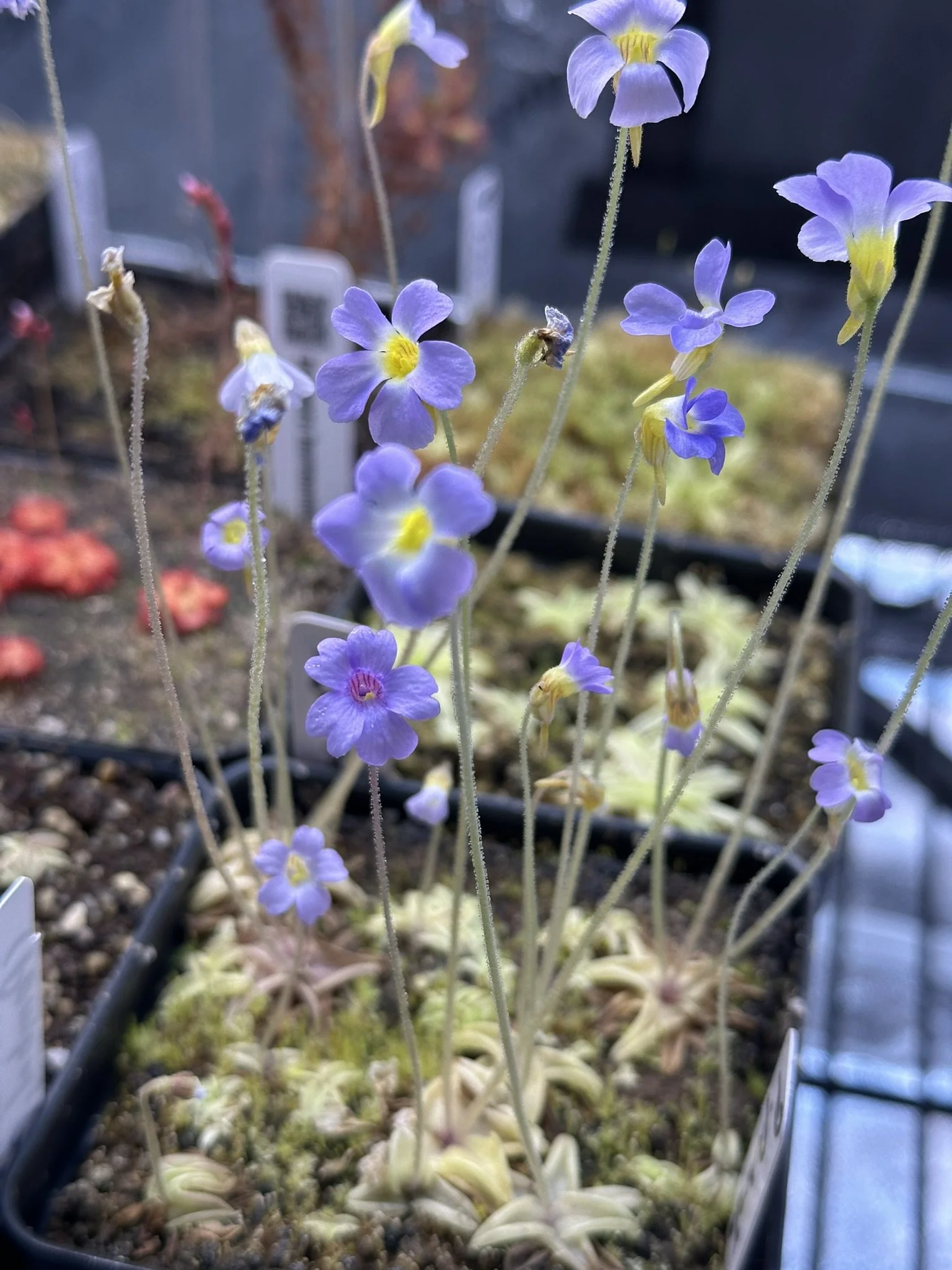 Pinguicula pumila