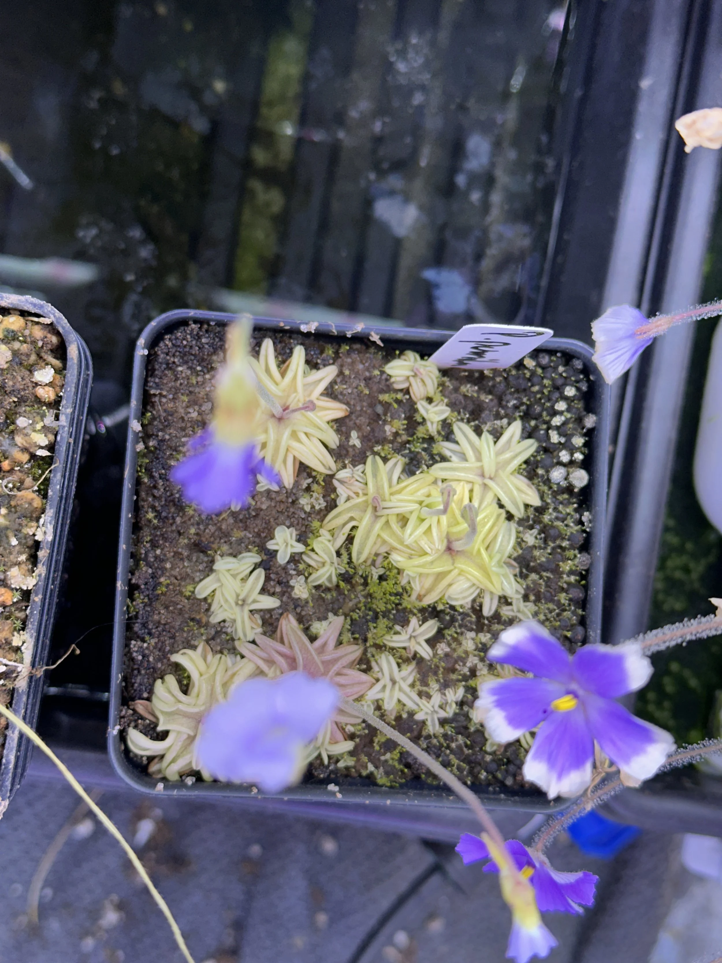Pinguicula pumila