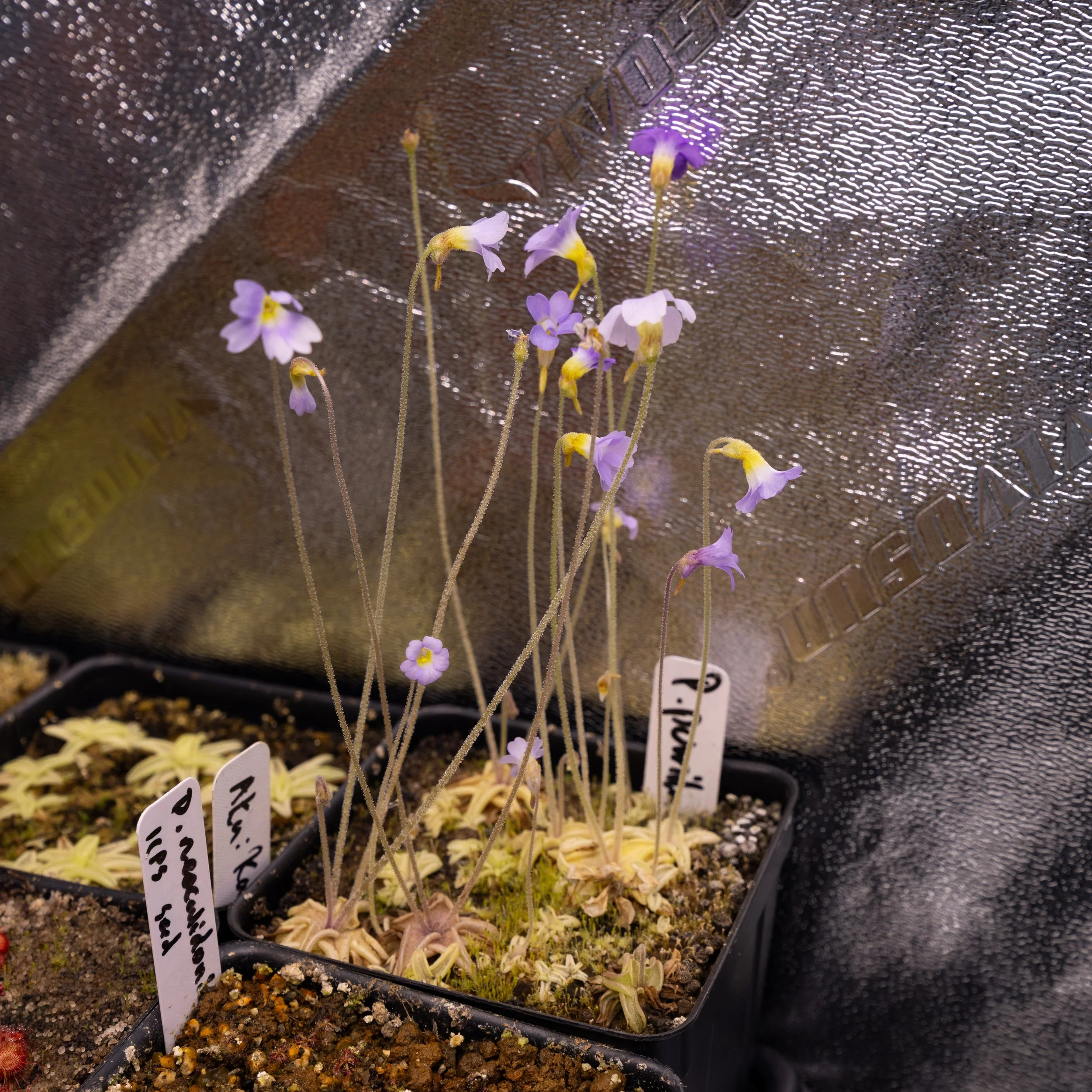 Pinguicula pumila