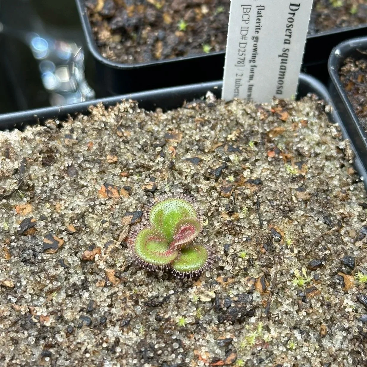 TUBER - Drosera squamosa "laterite growing form, red" (Kurragullen)