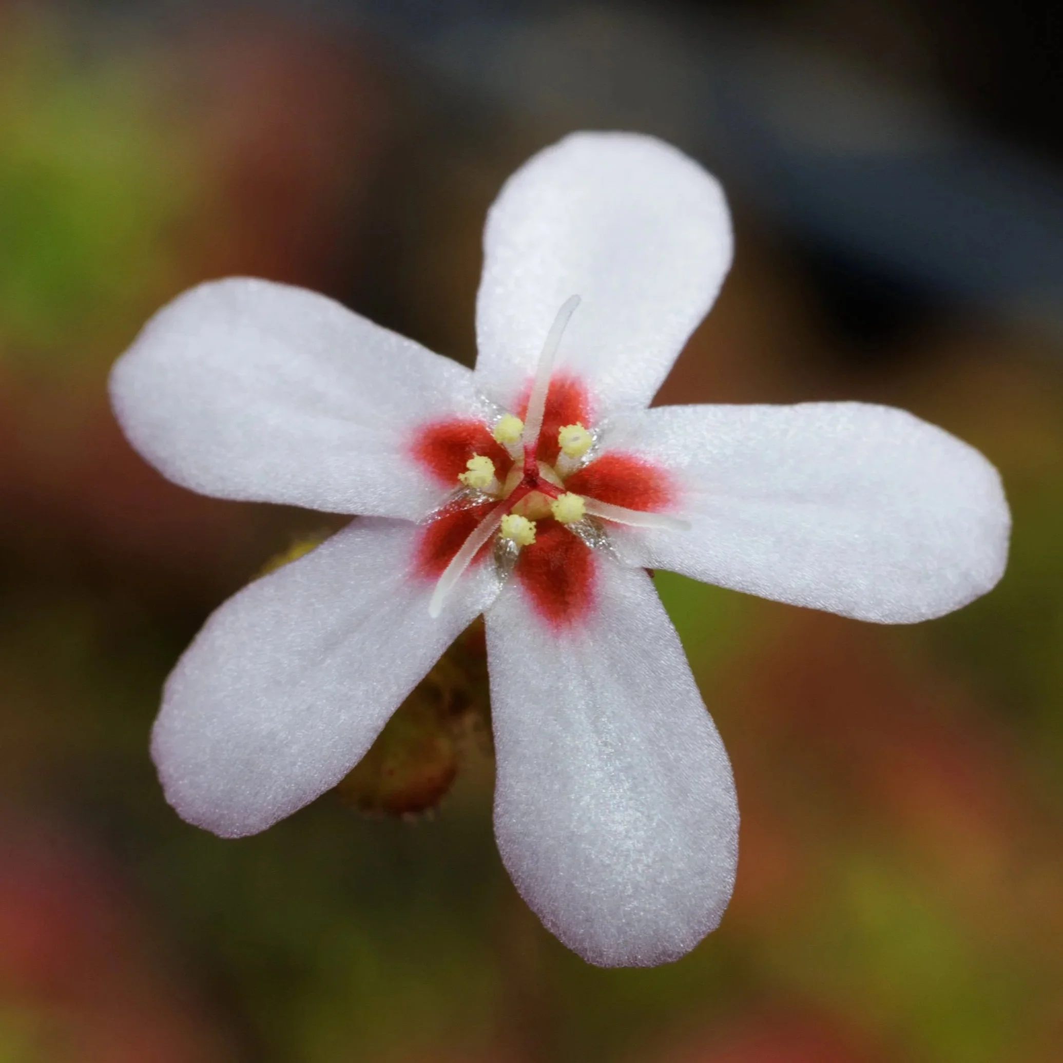 GEMMAE - Drosera closterostigma (Boonanarring)