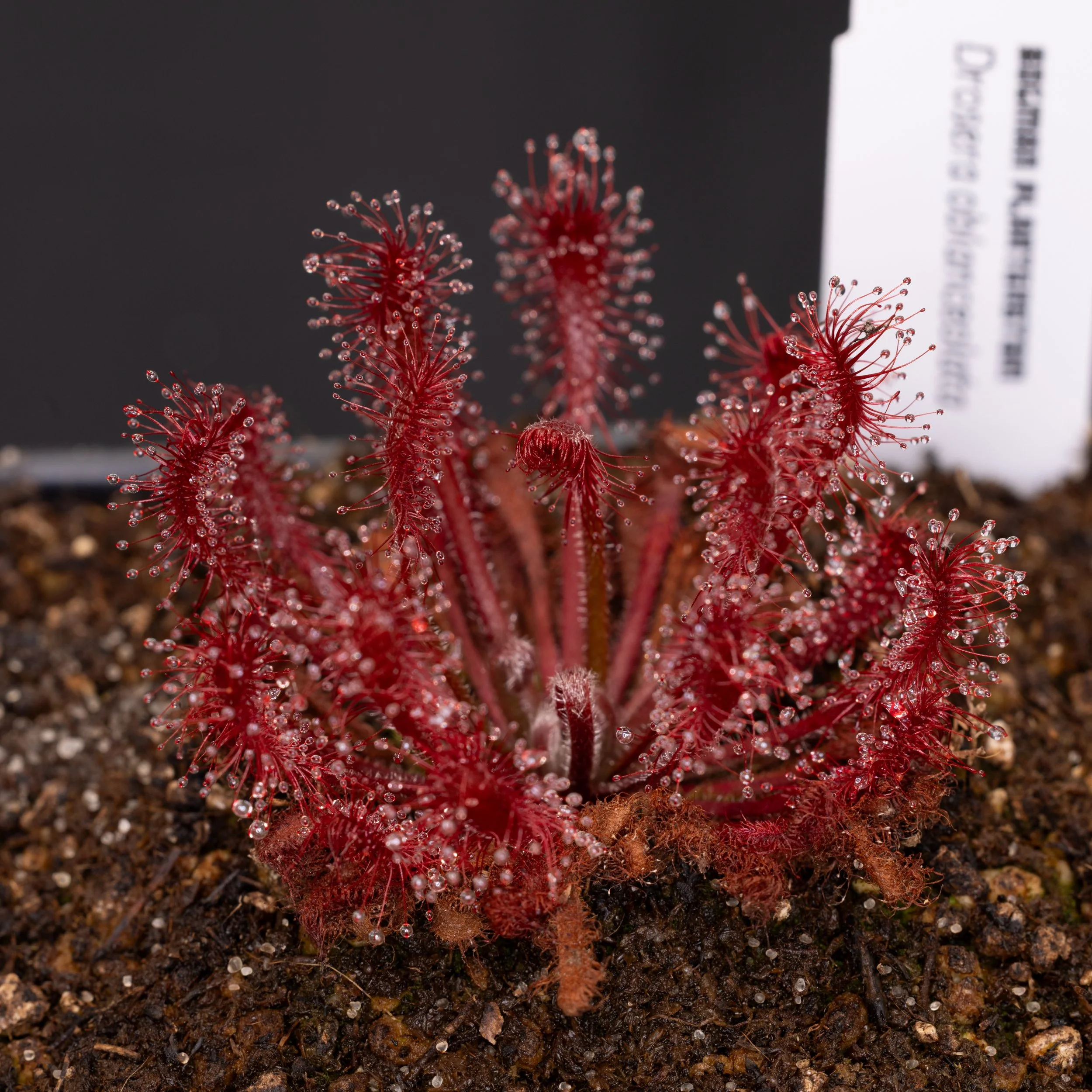 Drosera oblanceolata