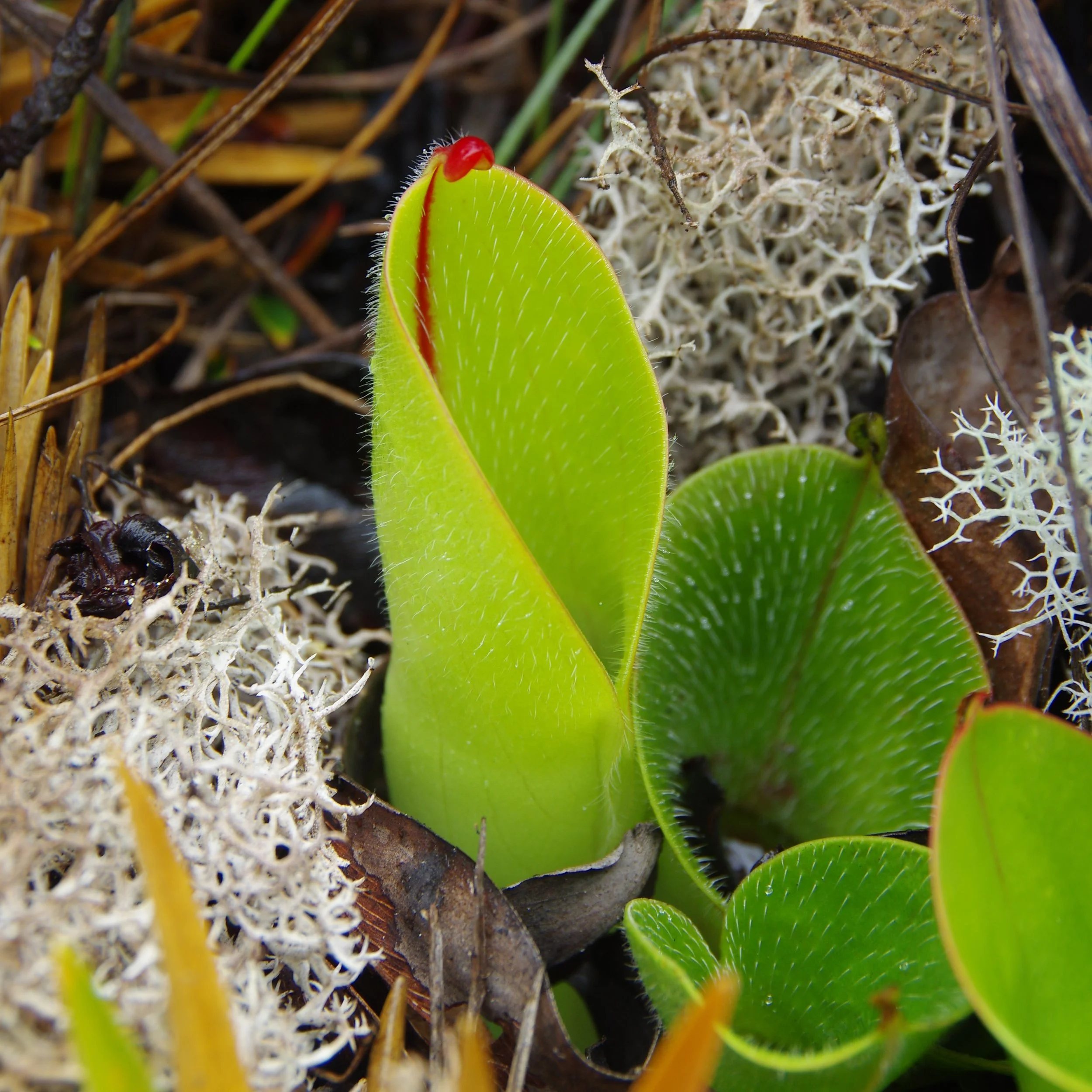 A fresh pitcher of Heliamphora minor var. pilosa.