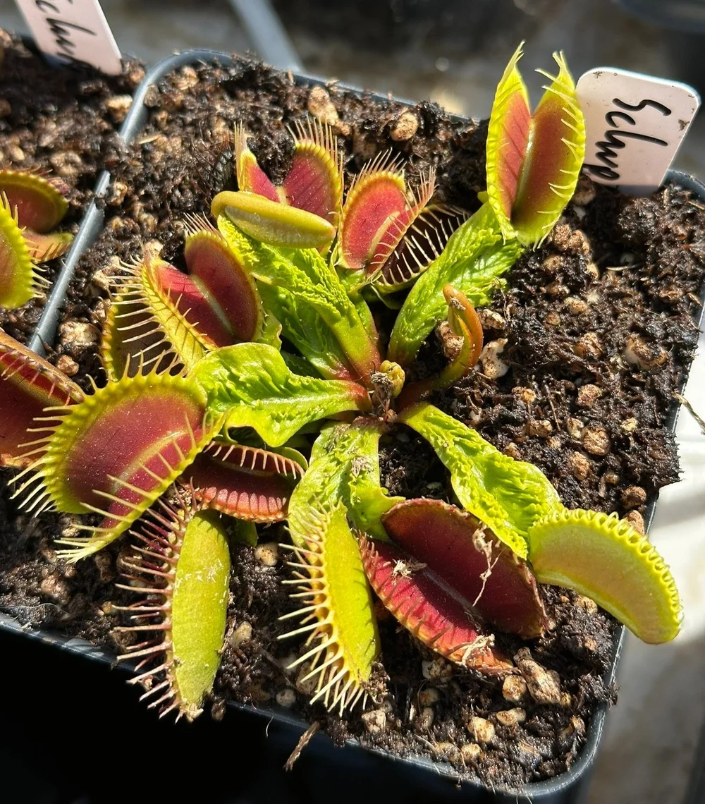 Venus Flytrap 'Schuppenstiel II'  Bogman Plantenstein