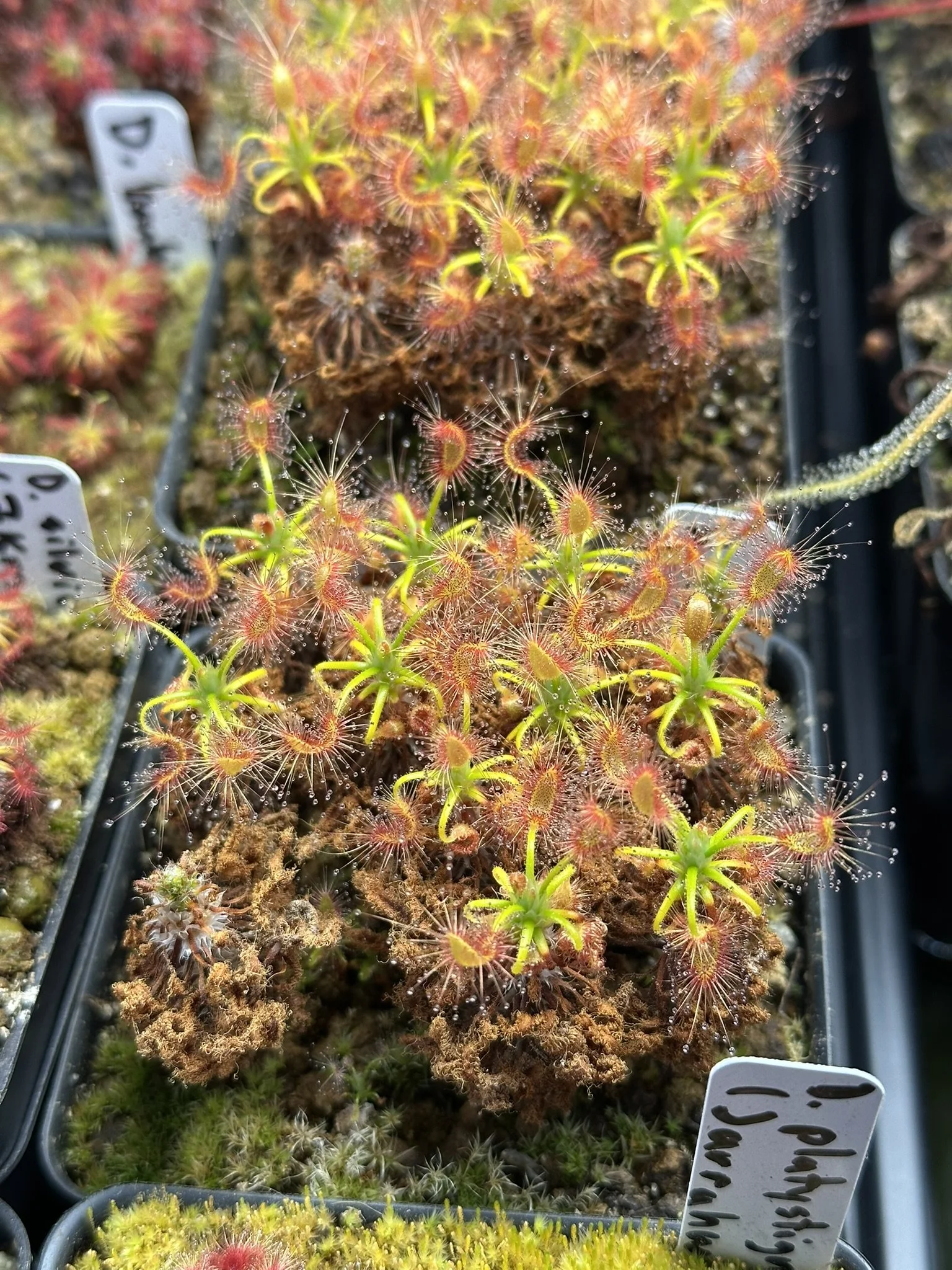 GEMMAE - Drosera scorpioides (Albany)