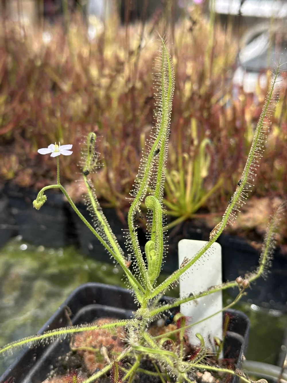 Drosera finlaysoniana [SEEDS] — Bogman Plantenstein