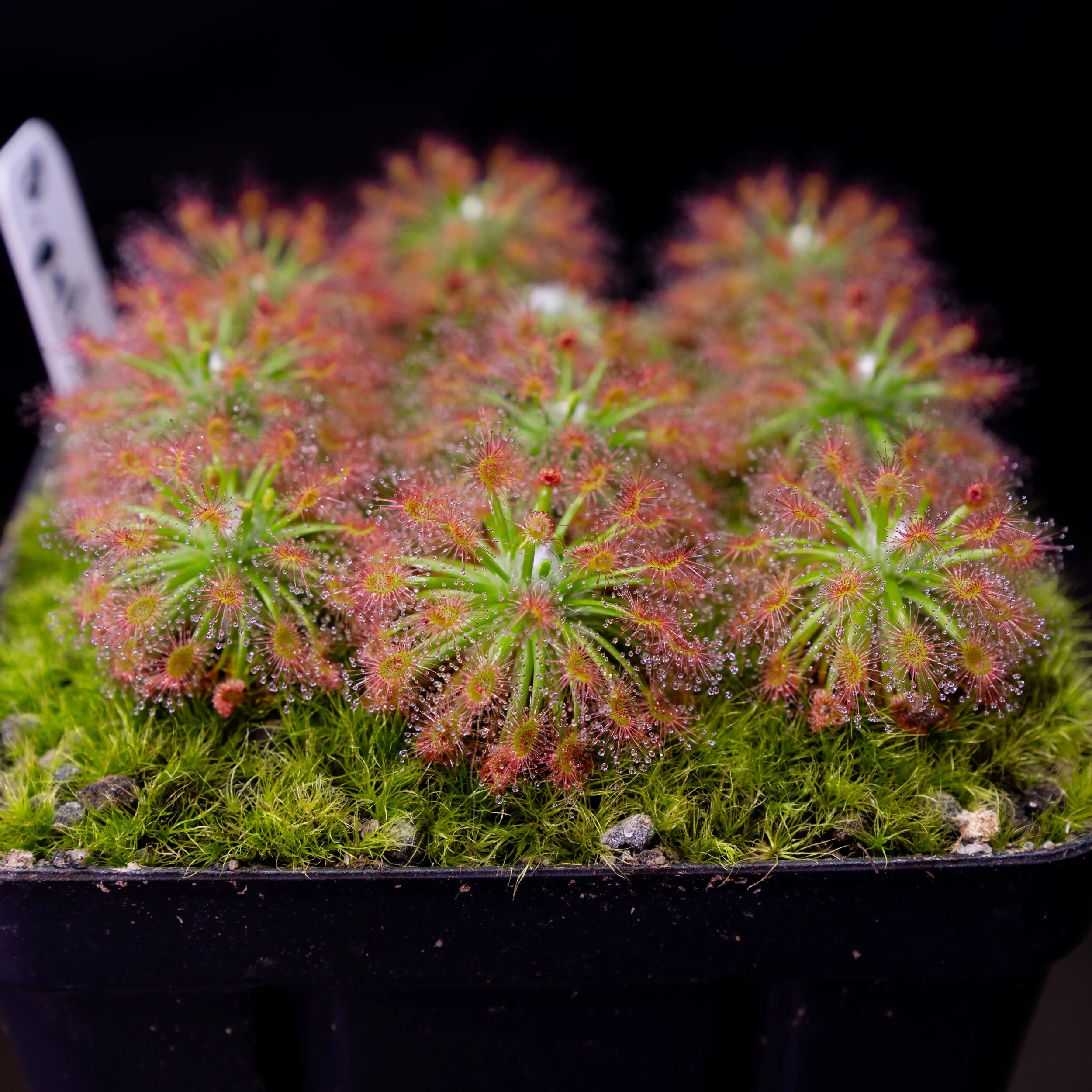 Drosera paleacea "True Type"