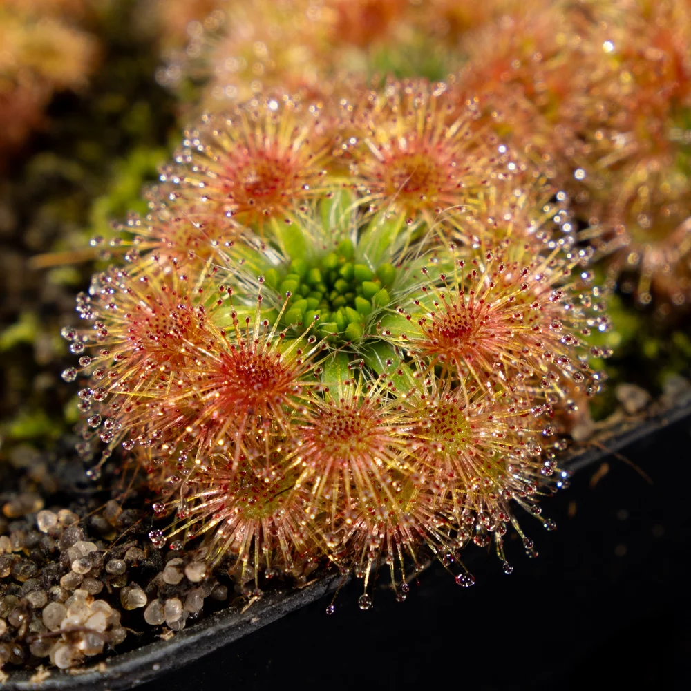 Drosera platystigma [Gemmae]  Bogman Plantenstein