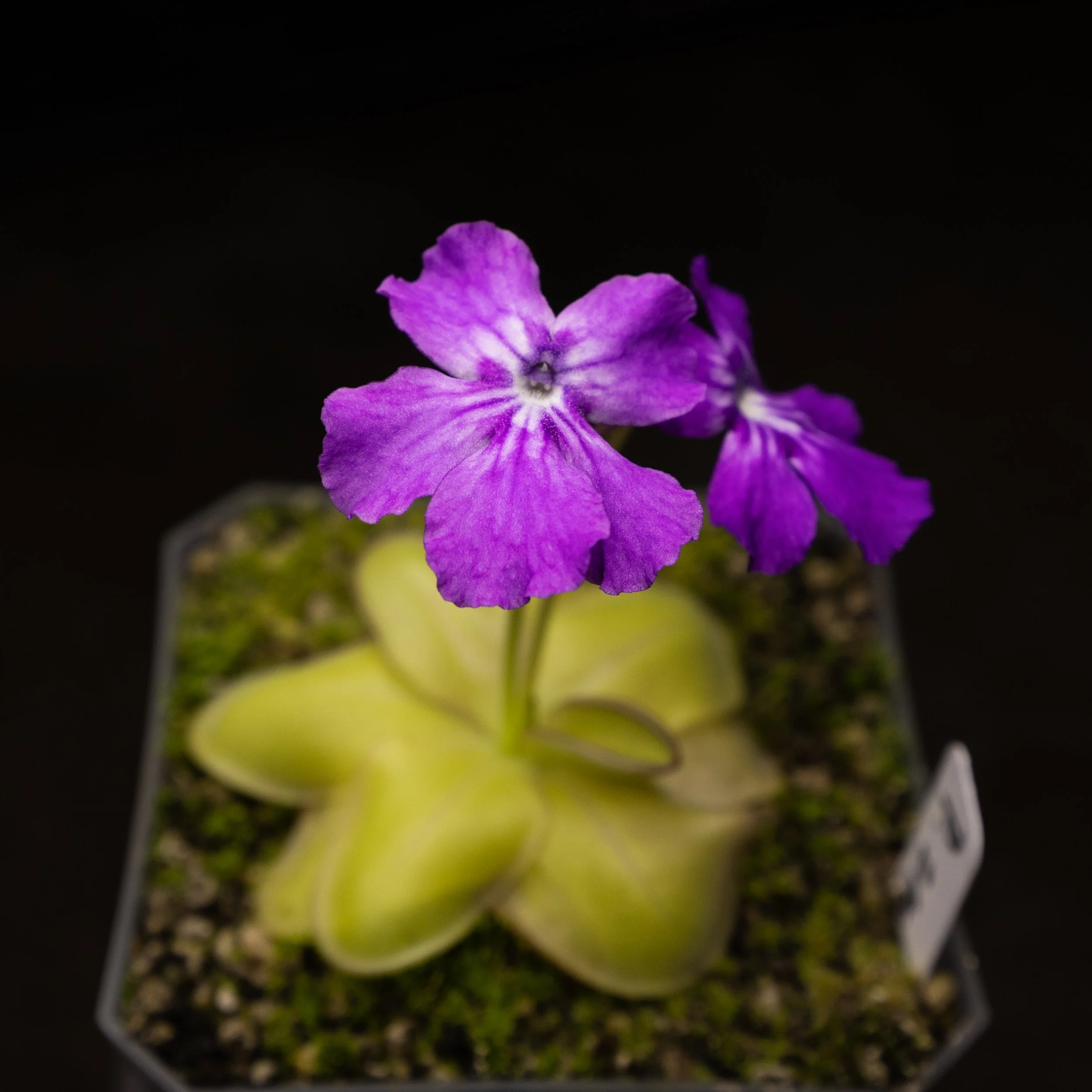Pinguicula zecheri
