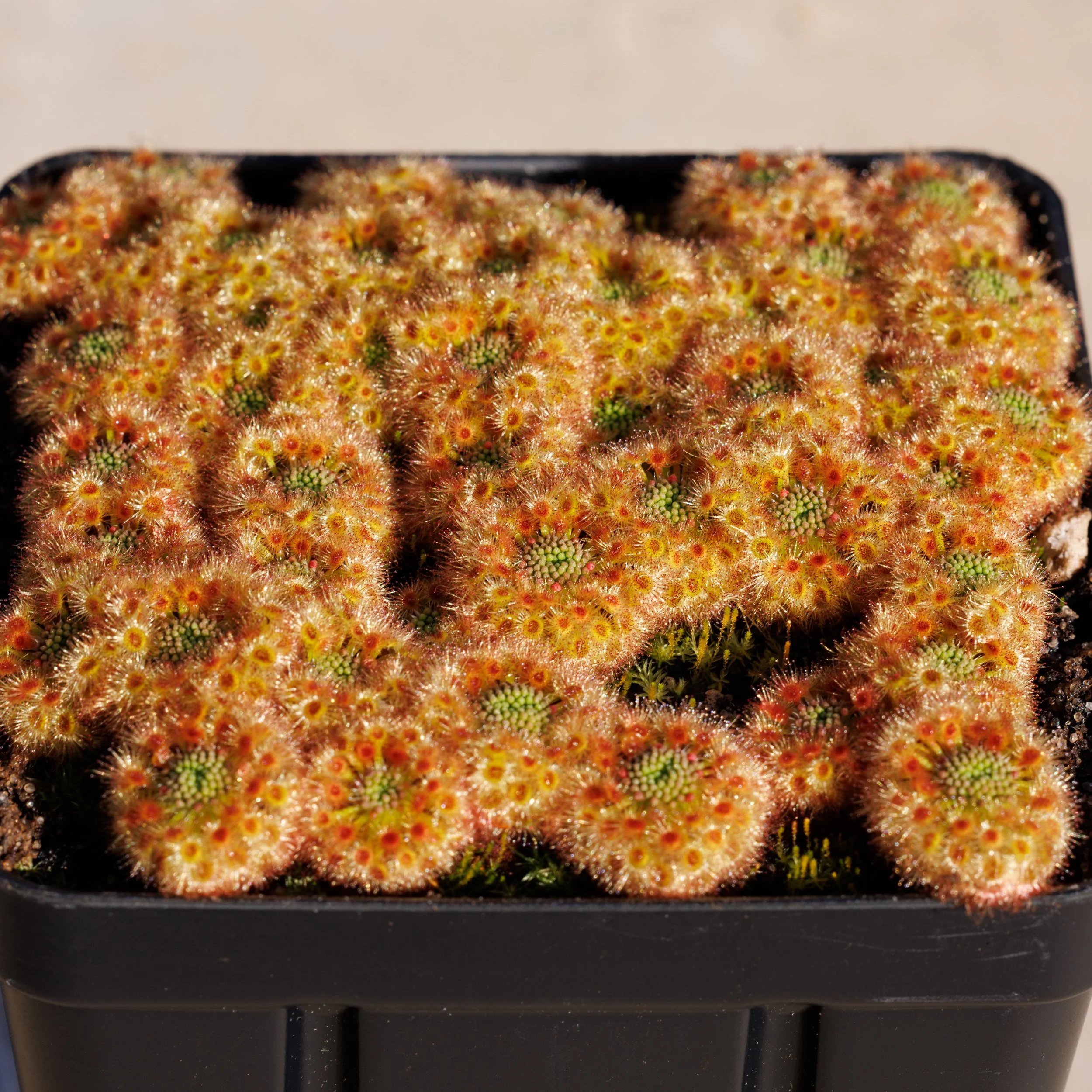 Drosera helodes "red"