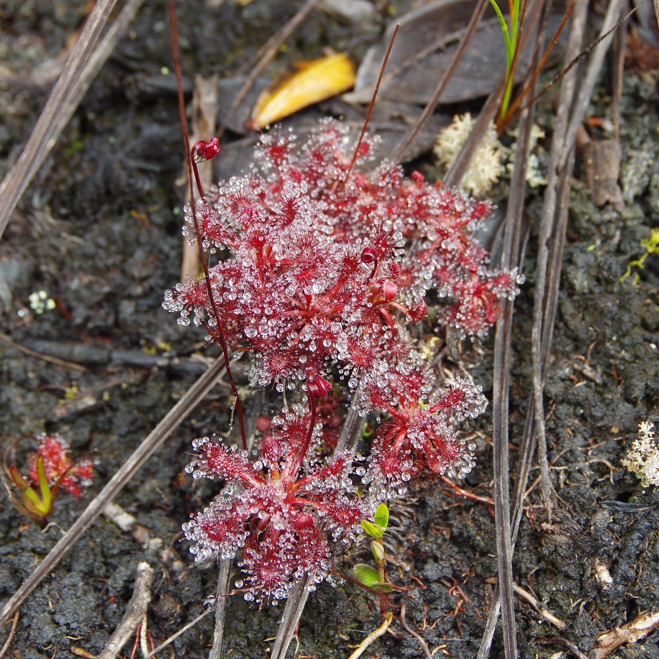 Drosera roraimae.