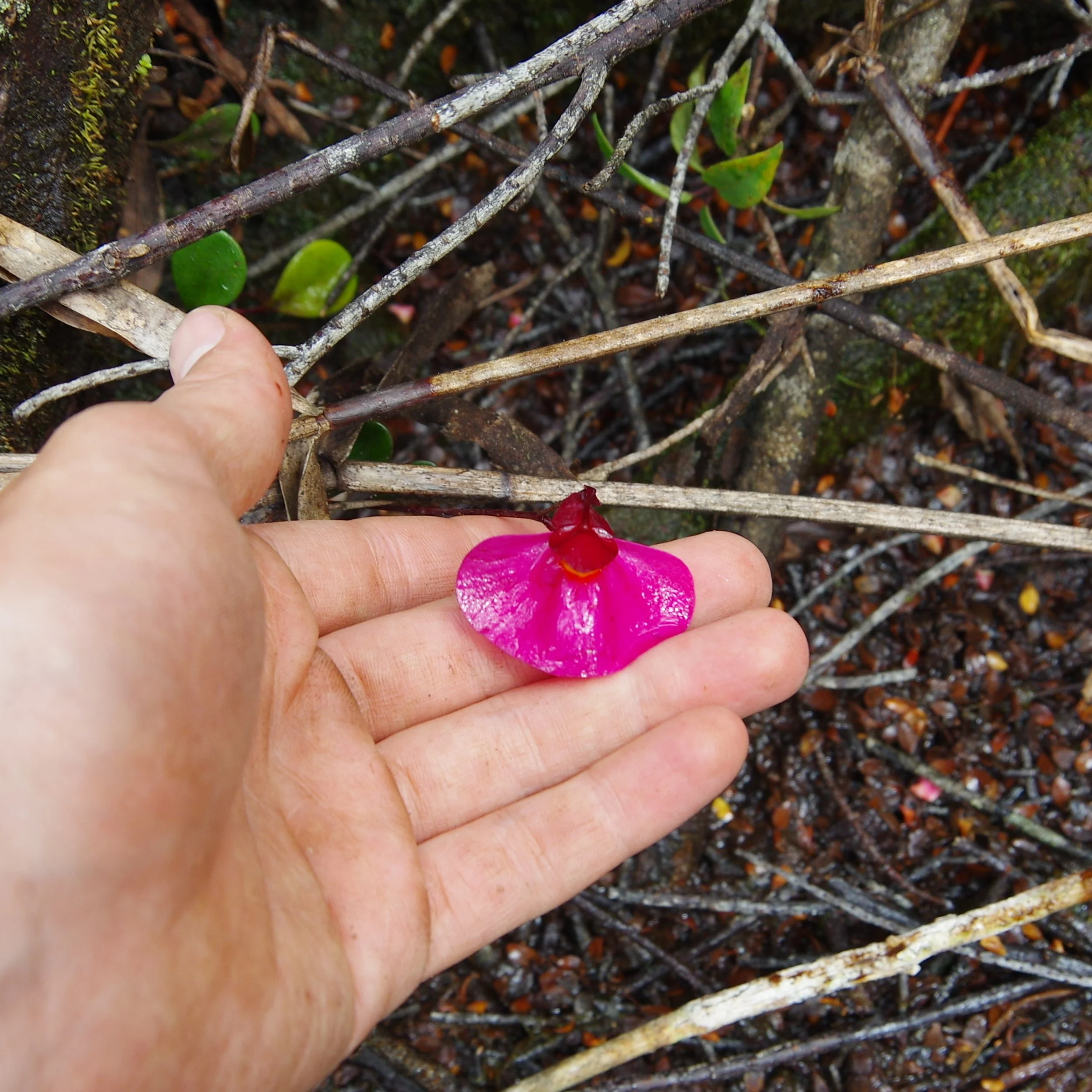 Utricularia quelchii with quite a wide flower.