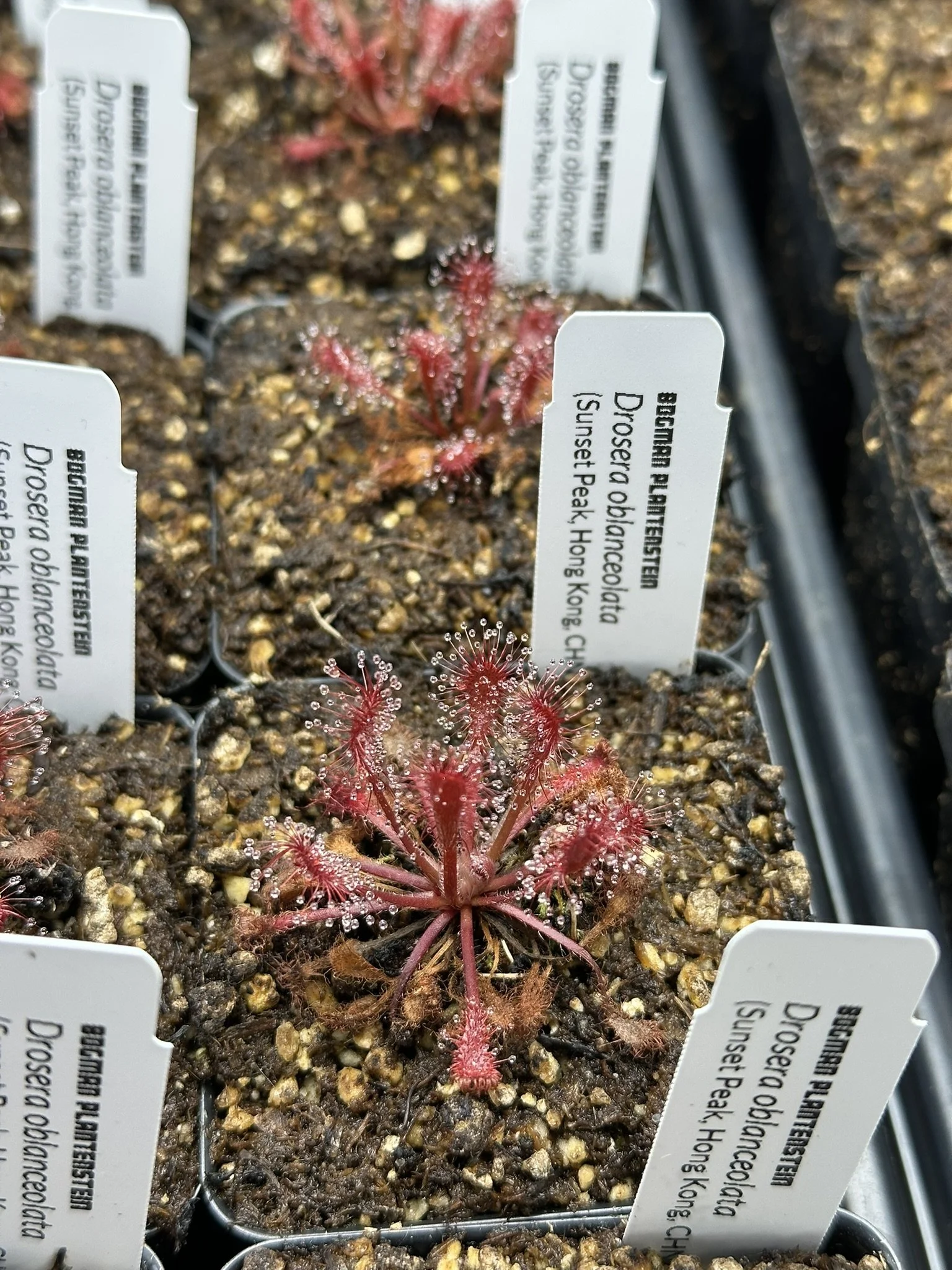 Drosera oblanceolata (Sunset Peak, Hong Kong)