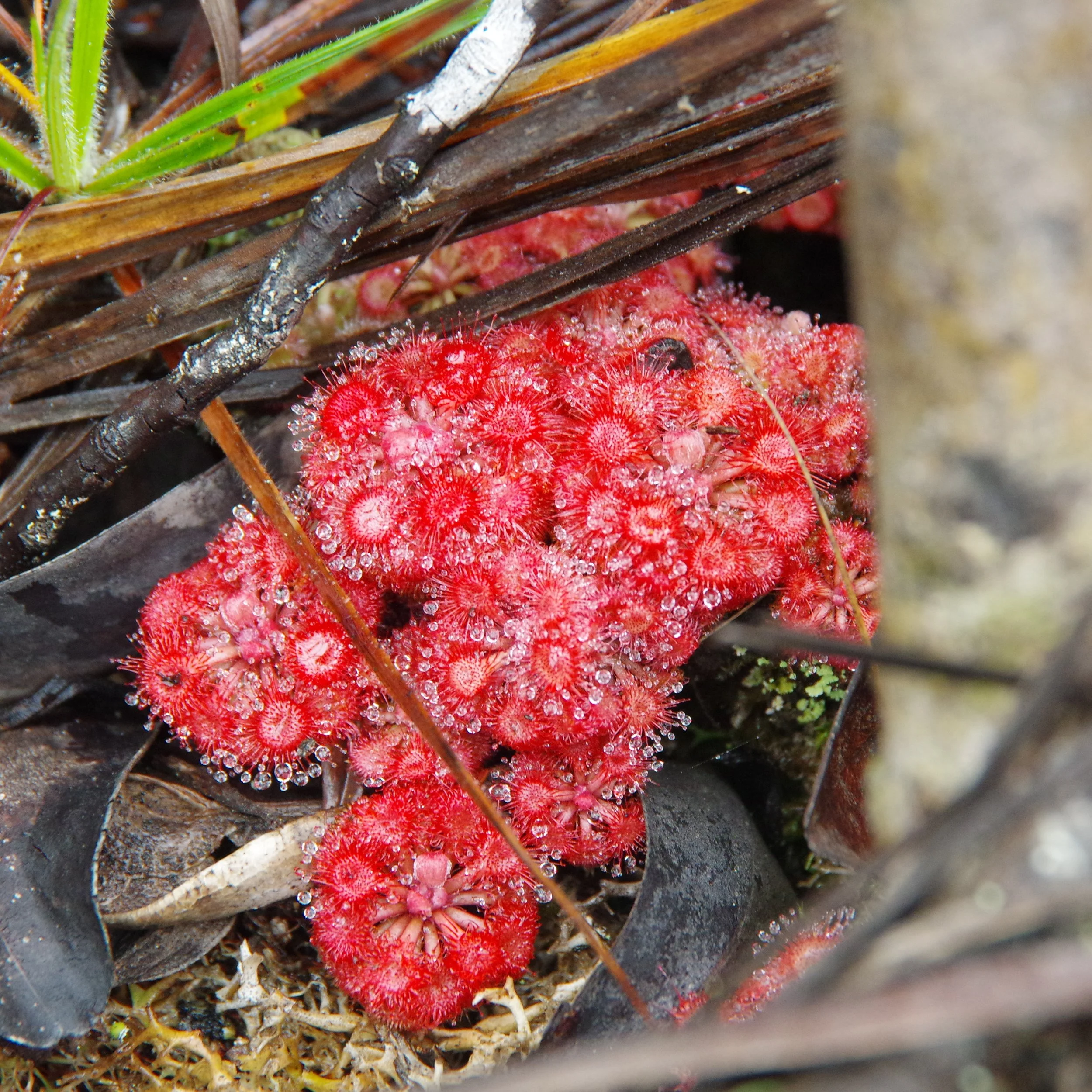 Perhaps Drosera kaiturensis?