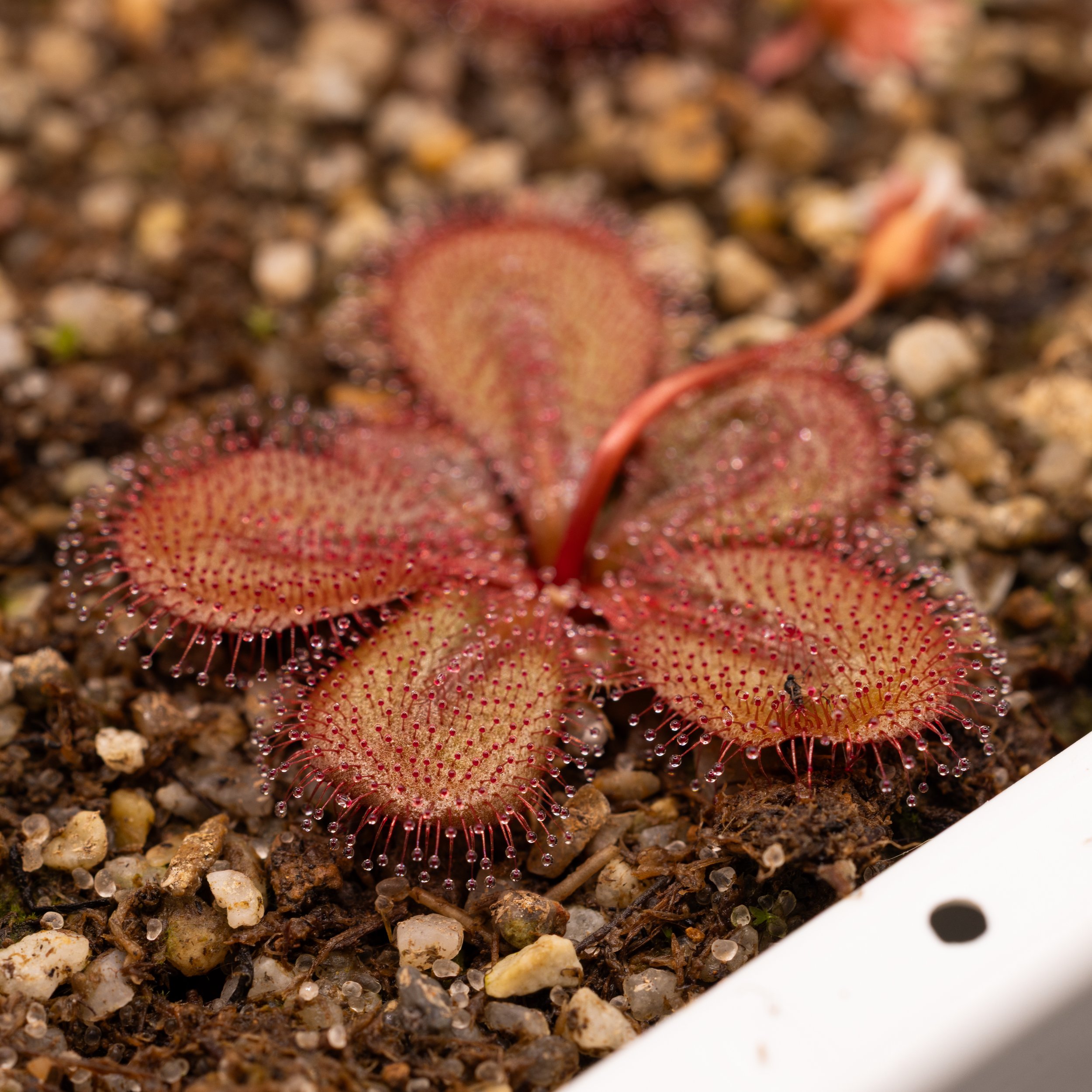 Drosera tubaestylis