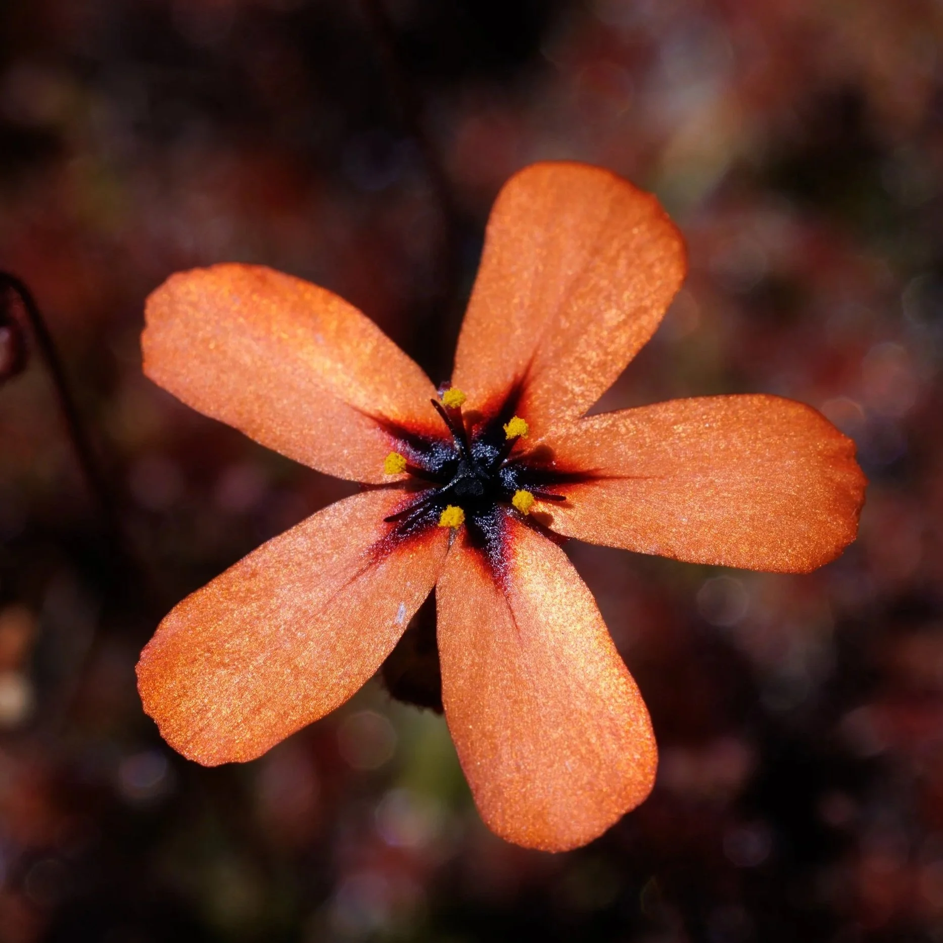 GEMMAE - Drosera callistos (Brookton)