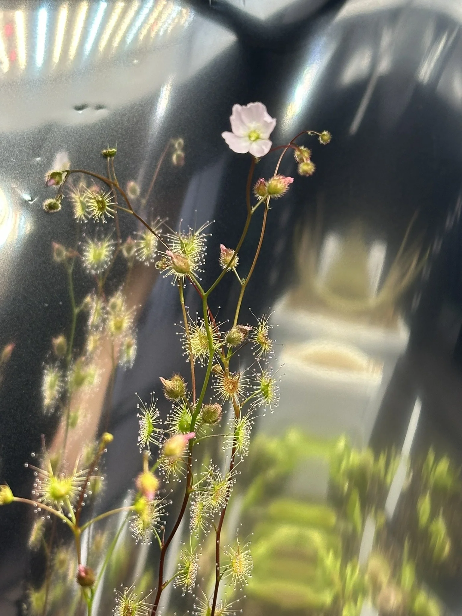 SEEDS - Drosera gunniana (Conara, Tasmania, Australia)