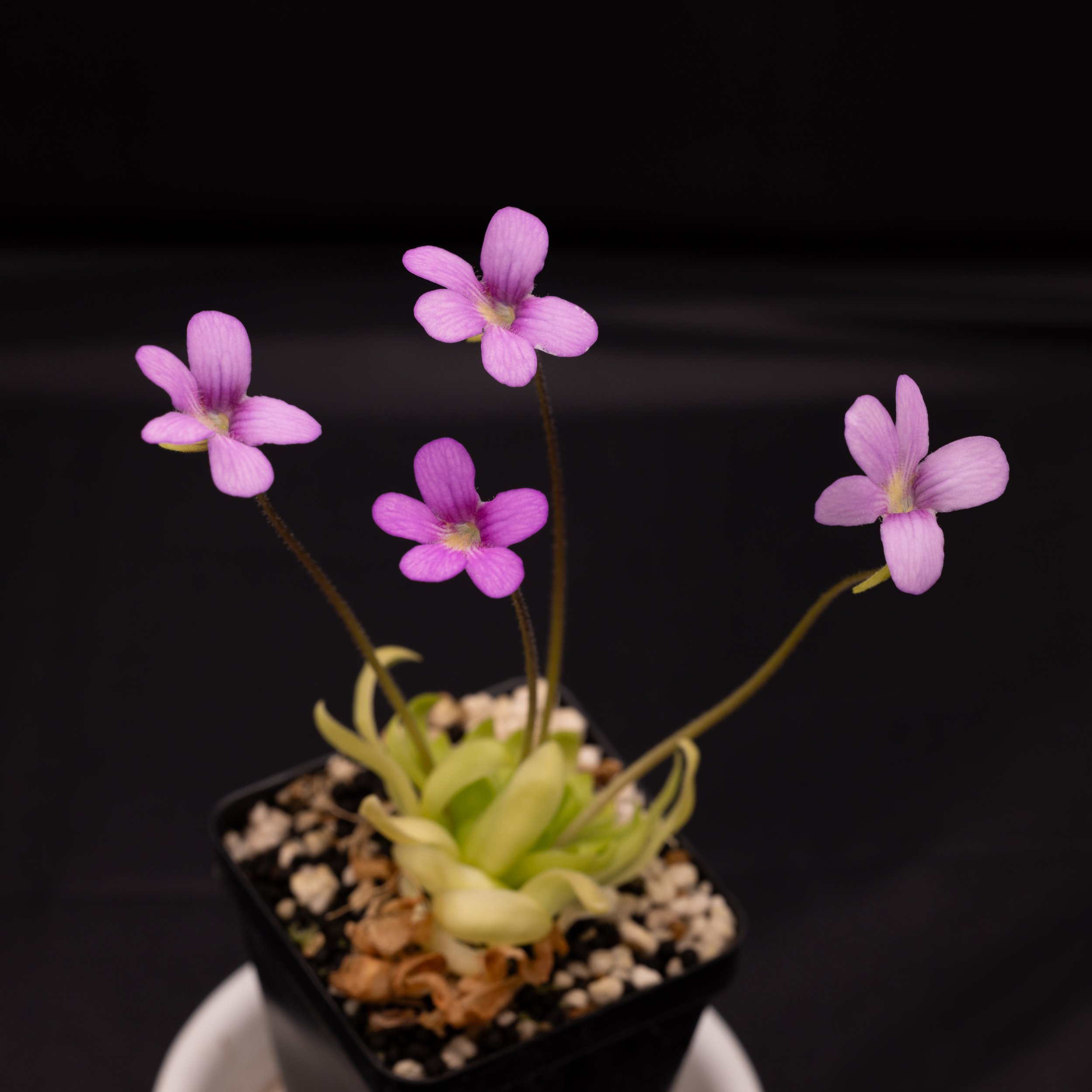 Pinguicula x "Marciano"