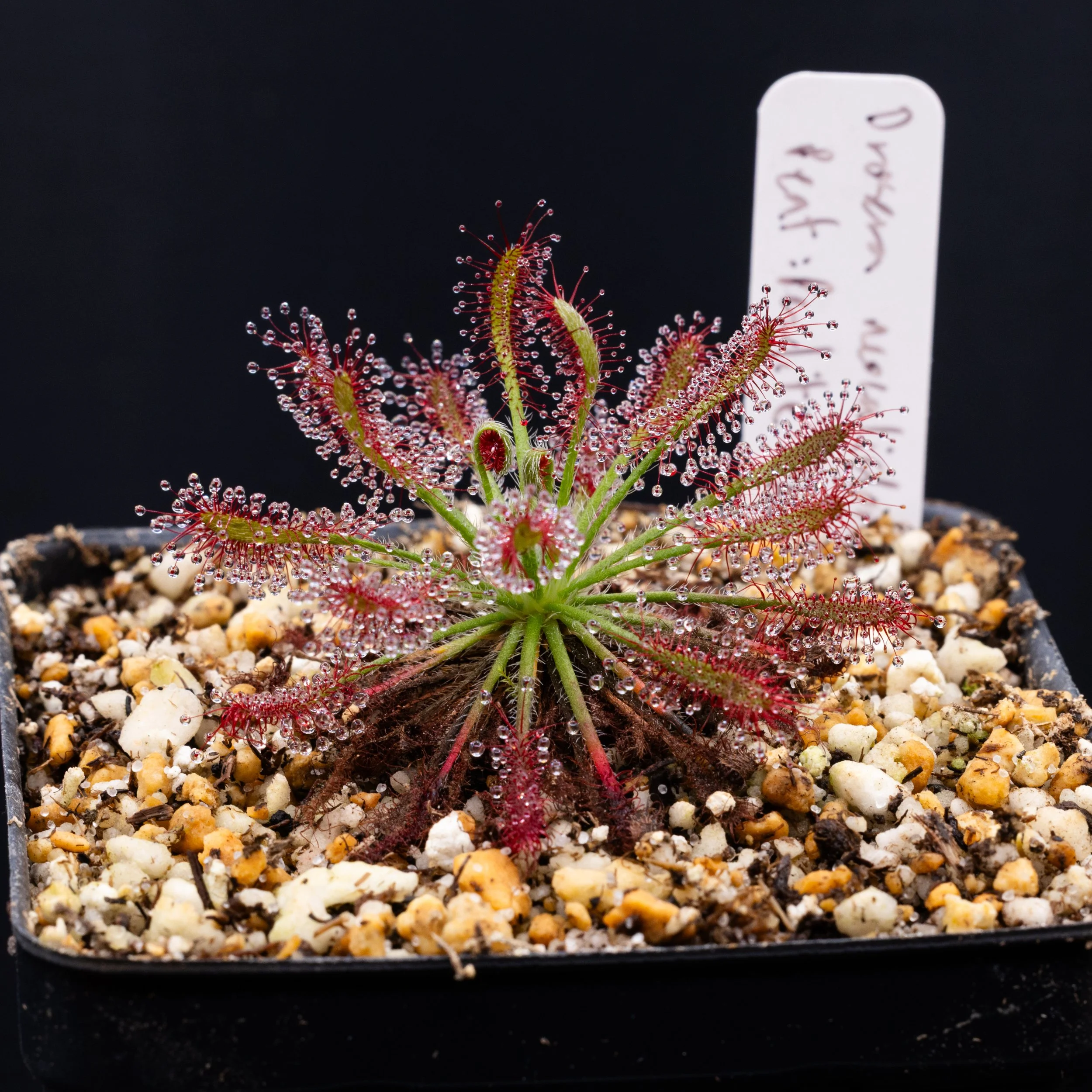 SEEDS - Drosera neocaledonica