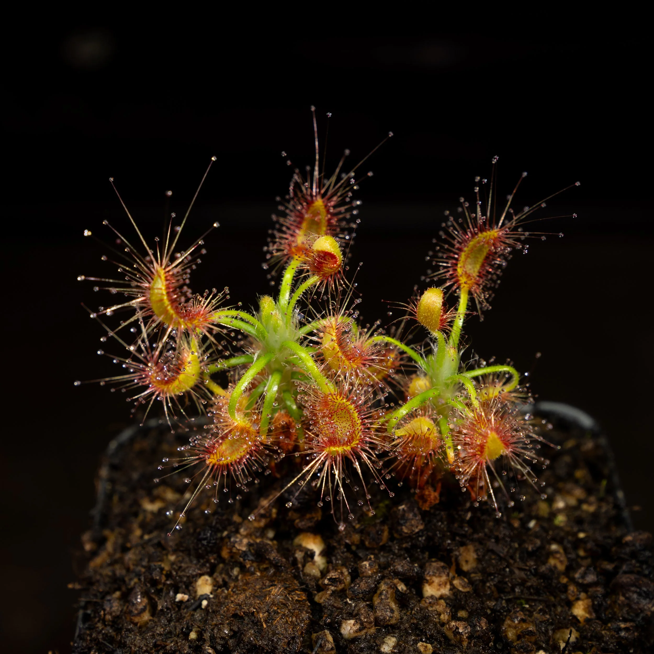 Drosera scorpioides