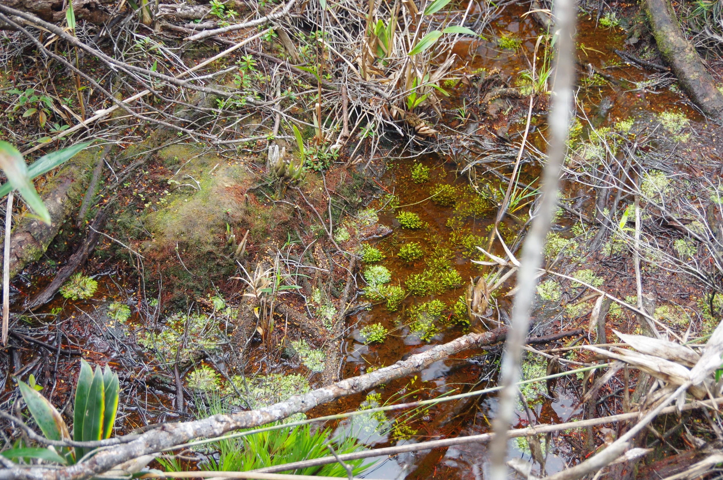 Submerged, large Genlisea plants.